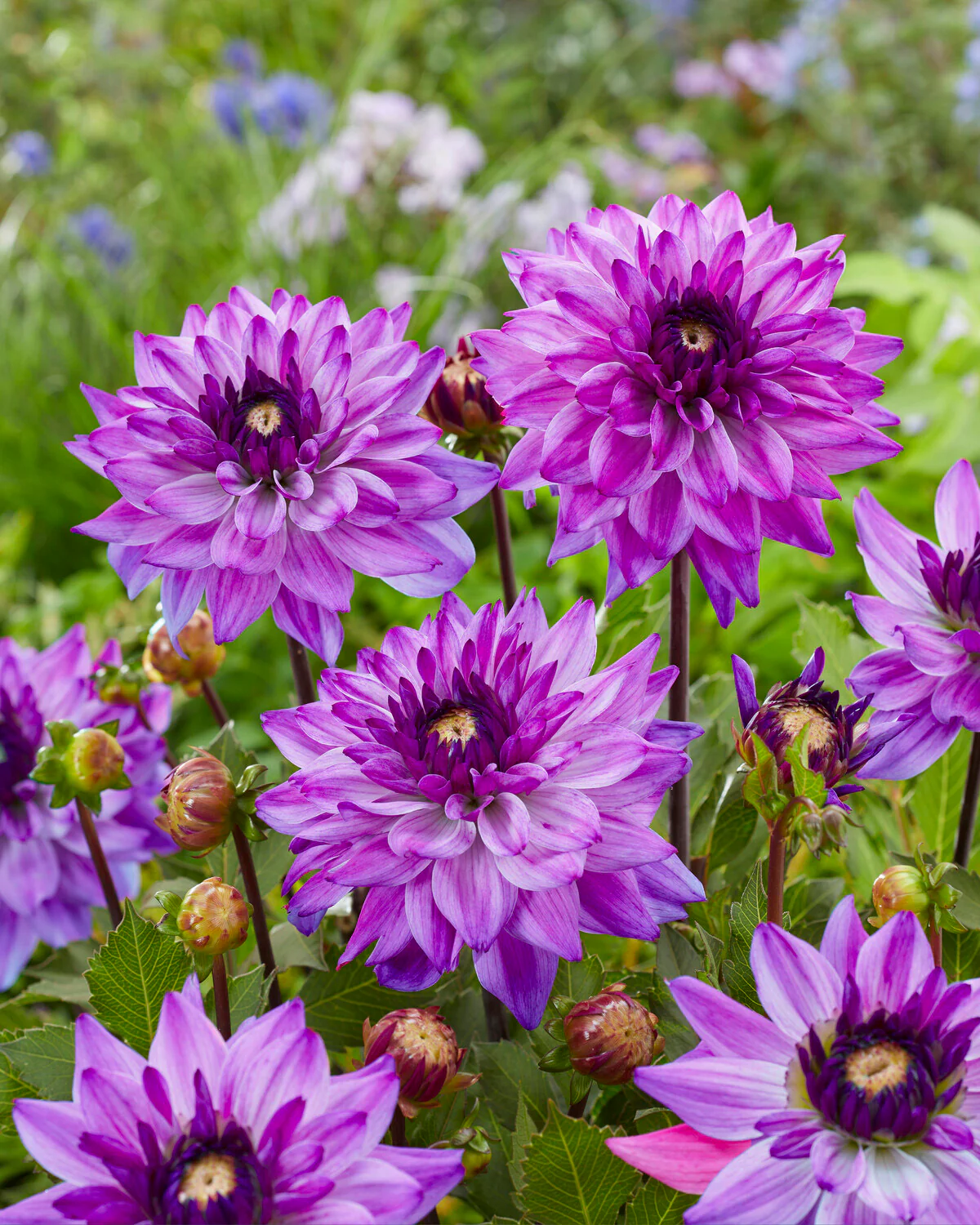 Dahlia 'Ravelli' - Image 2