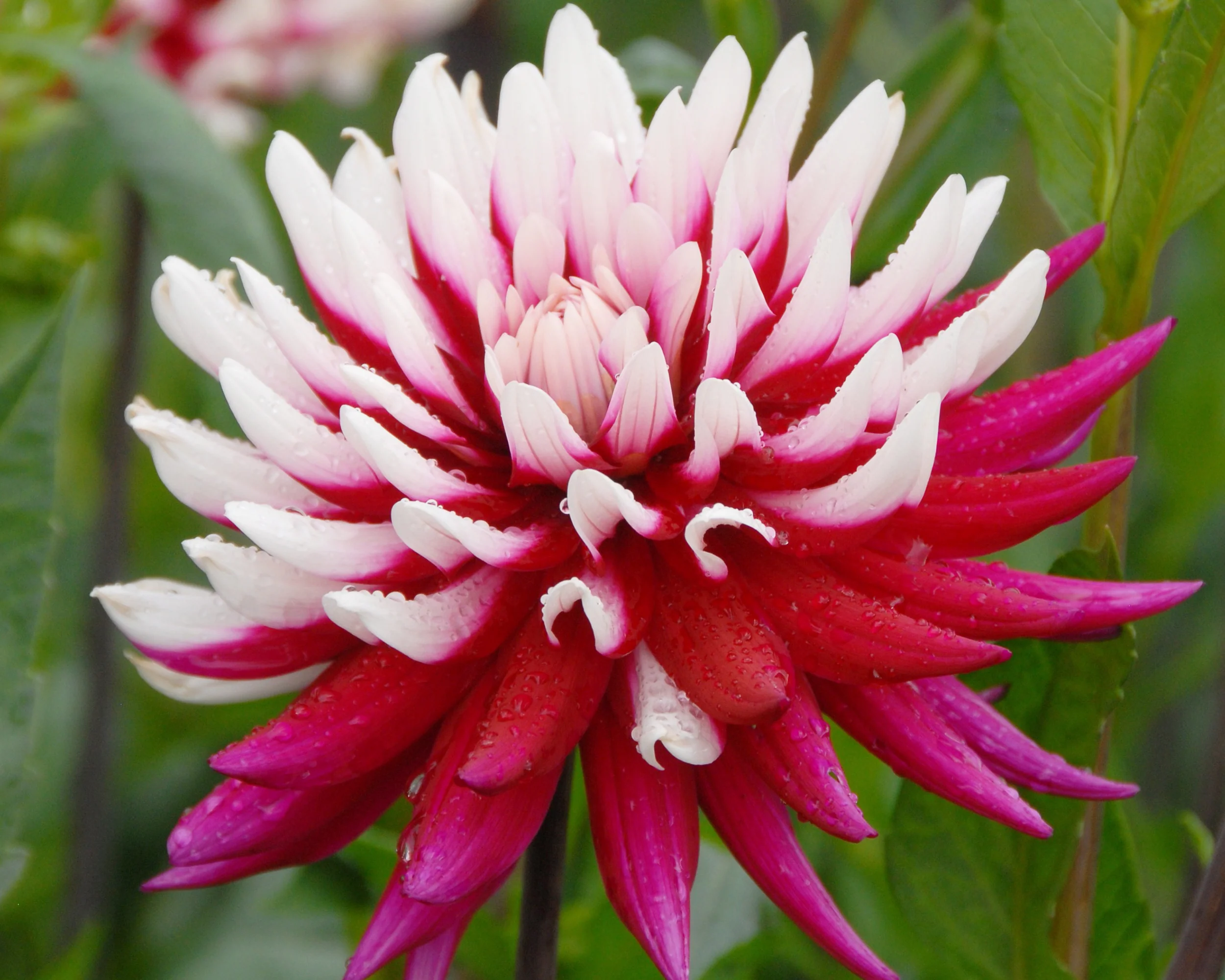 Dahlia 'Rebecca's World' - Image 3