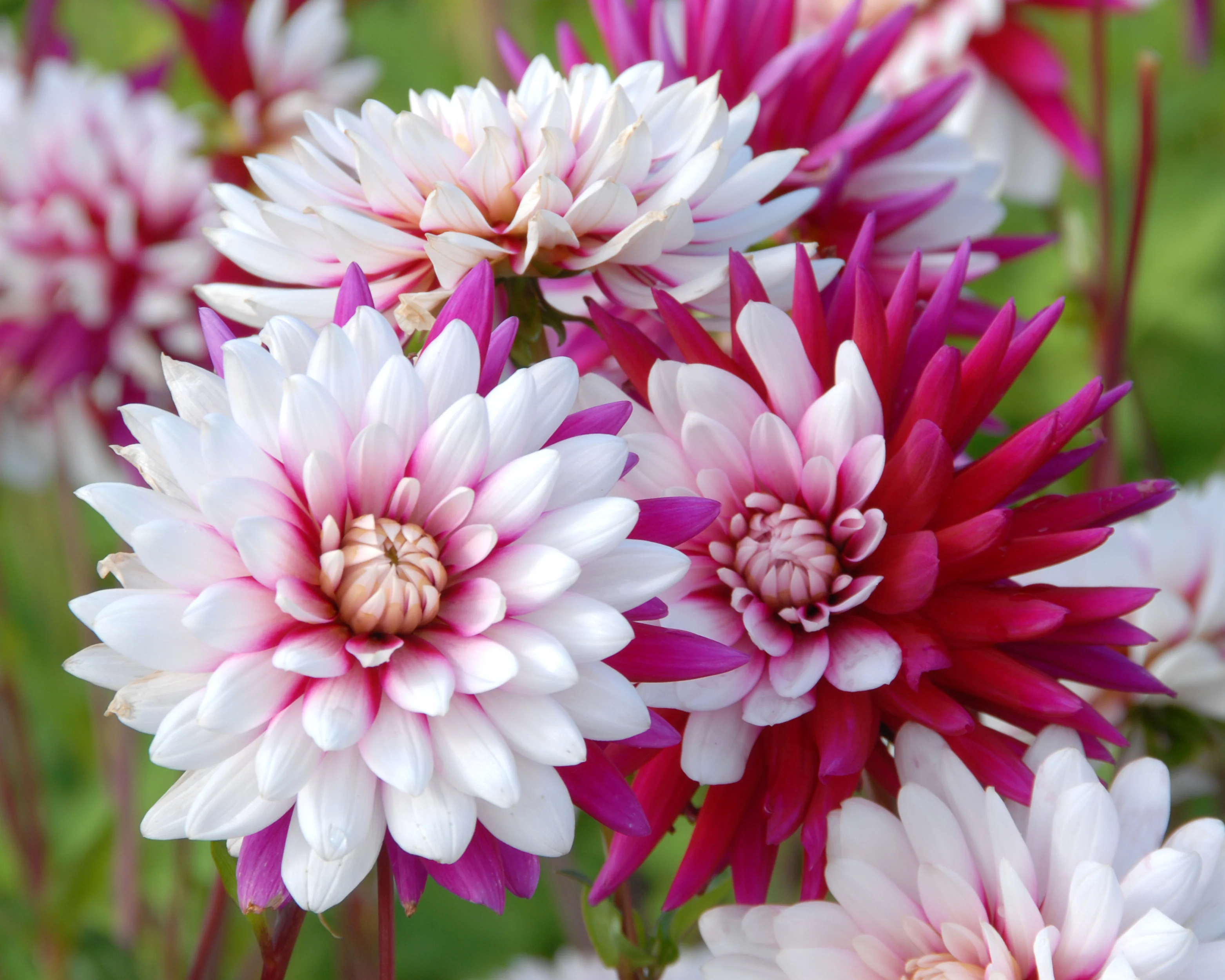 Dahlia 'Rebecca's World' - Image 4