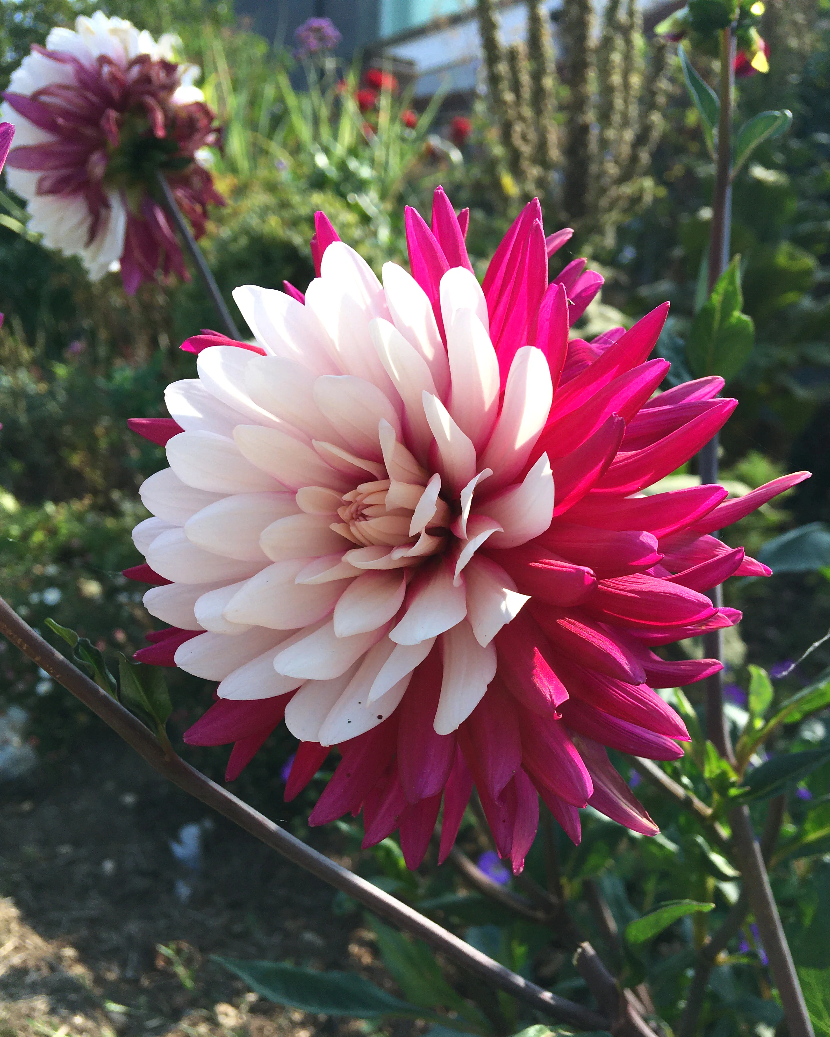 Dahlia 'Rebecca's World' - Image 5