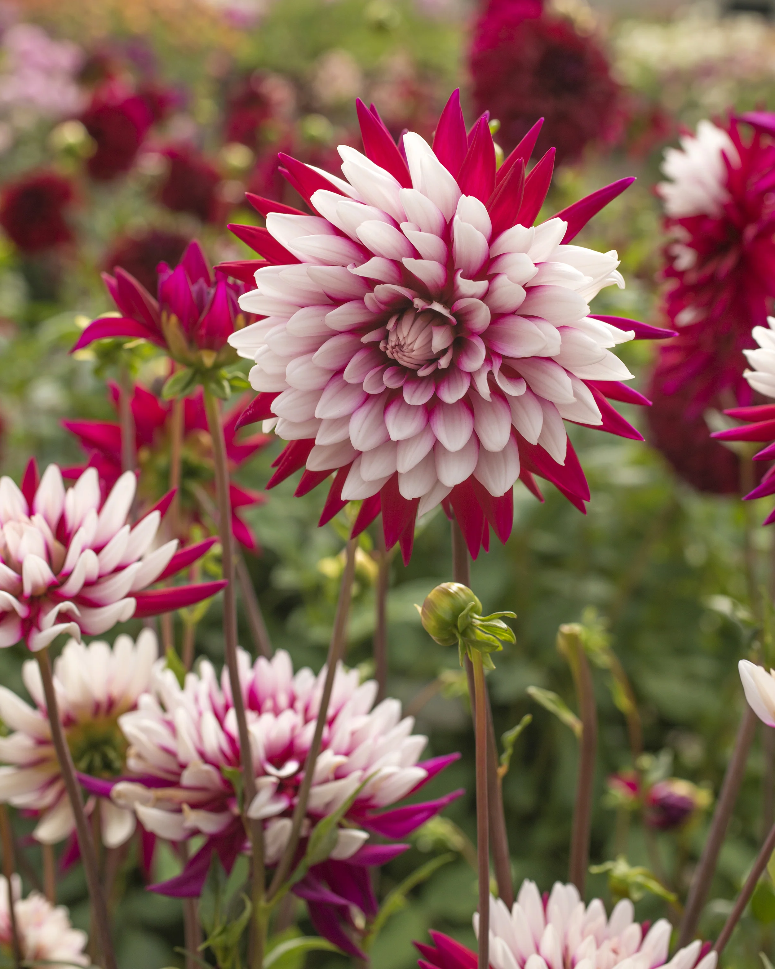 Dahlia 'Rebecca's World' - Image 6