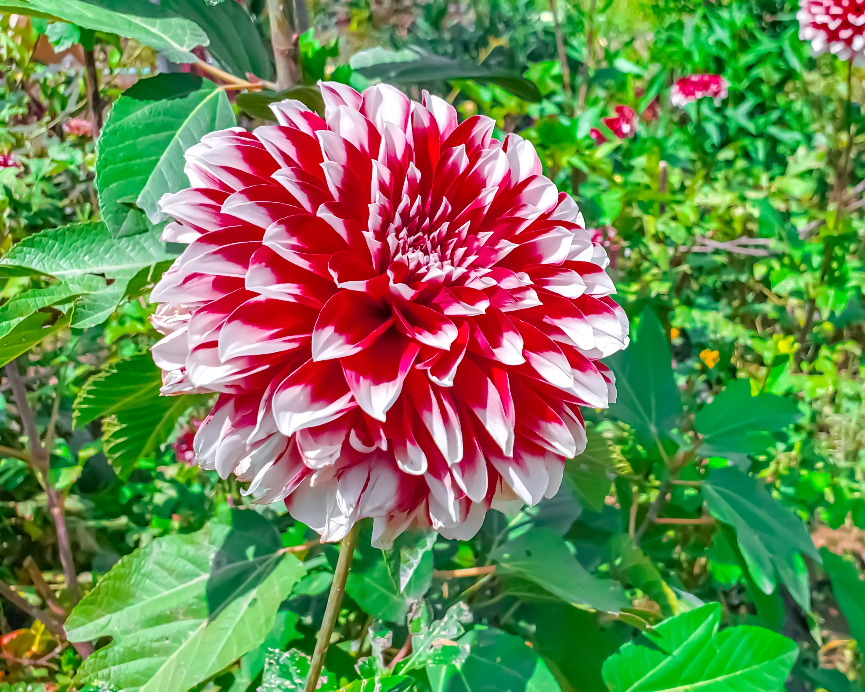 Dahlia 'Red and White Fubuki' - Image 2