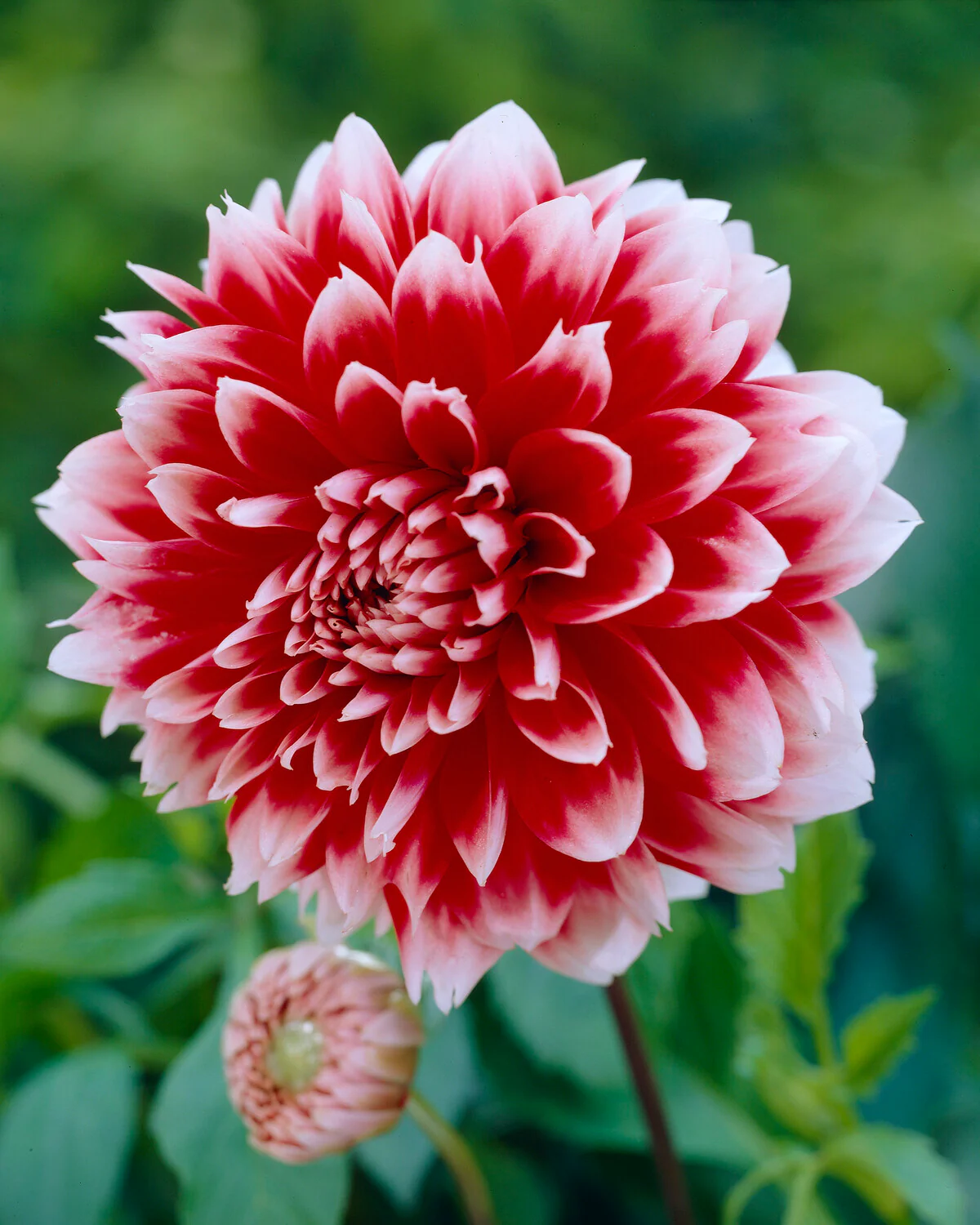 Dahlia 'Red and White Fubuki' - Image 4