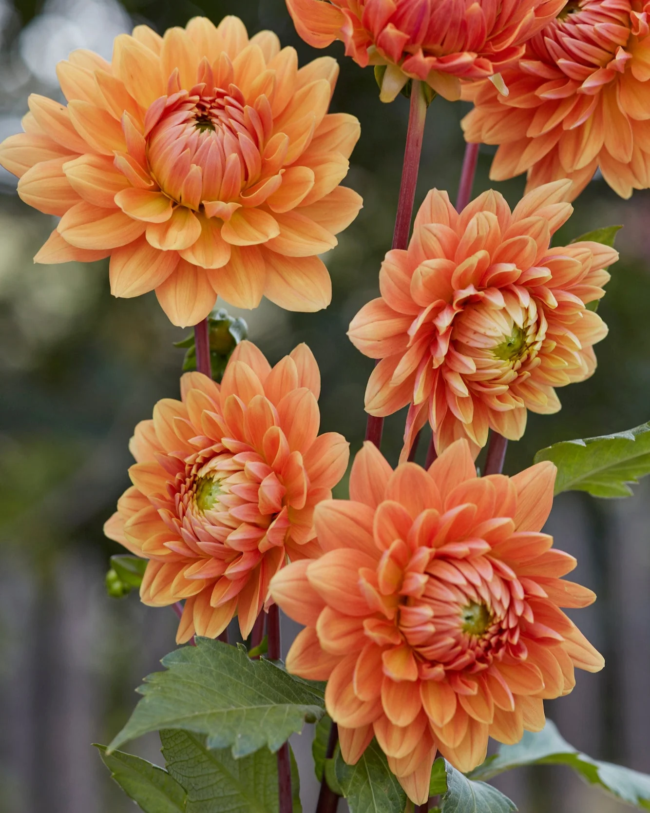Dahlia 'Renate Tozio' - Image 6