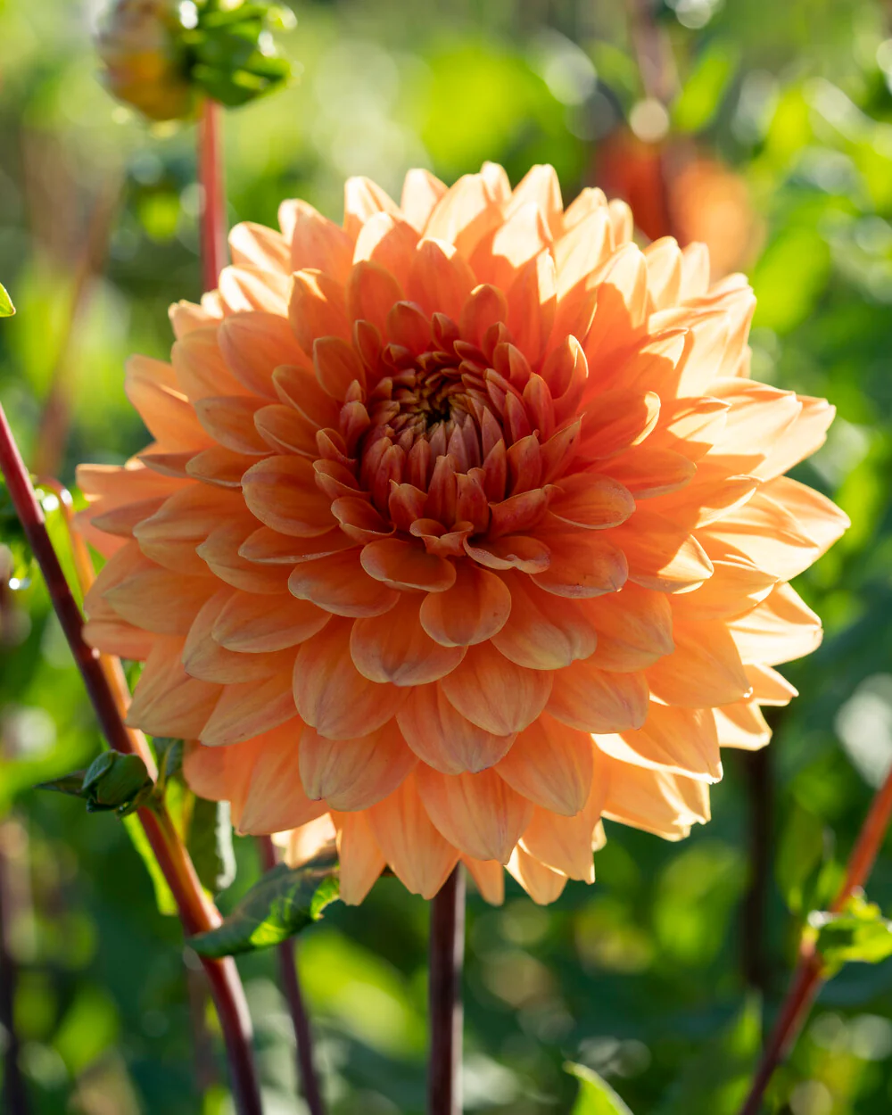 Dahlia 'Renate Tozio' - Image 7