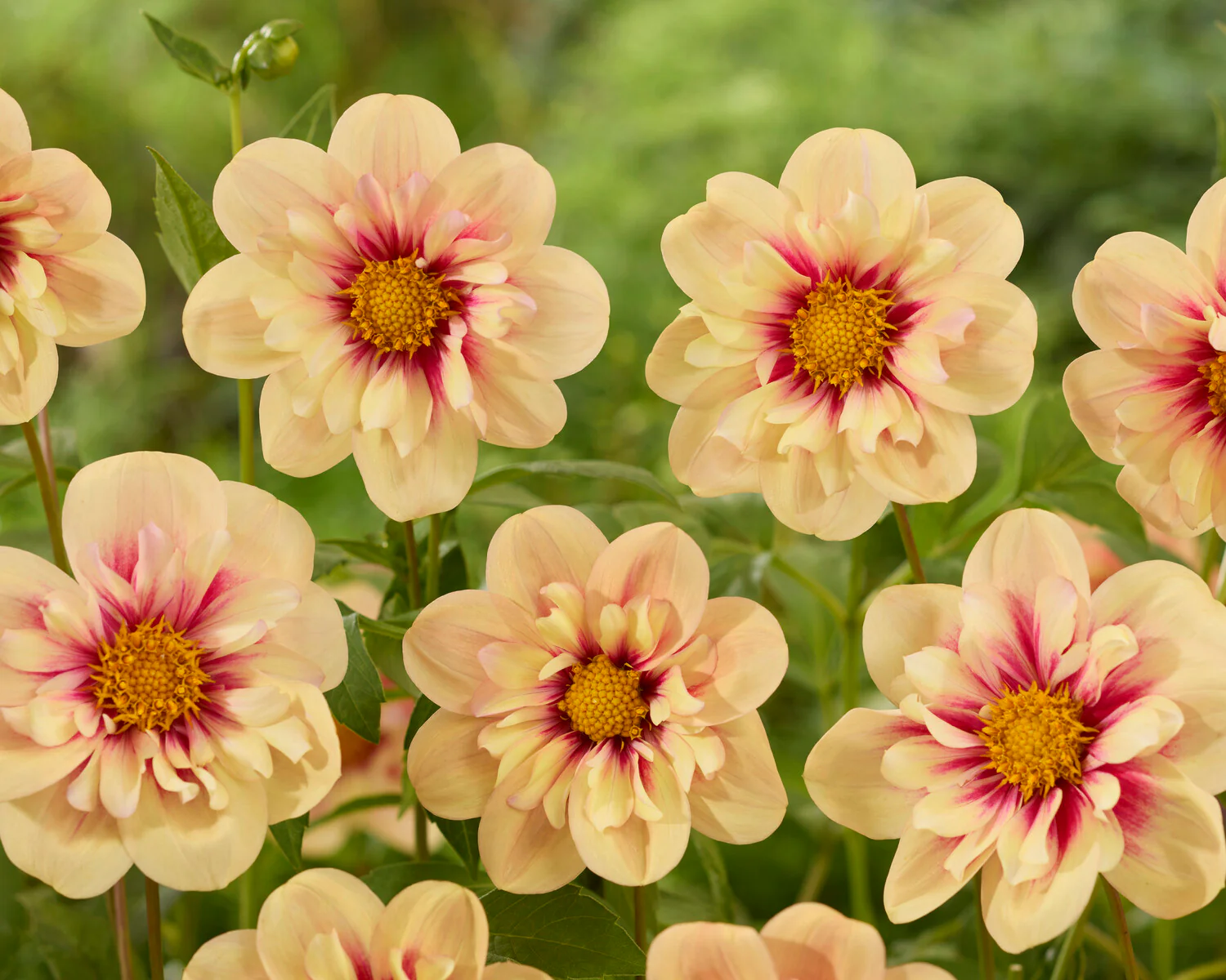Dahlia 'Rhubarb and Custard' - Image 3