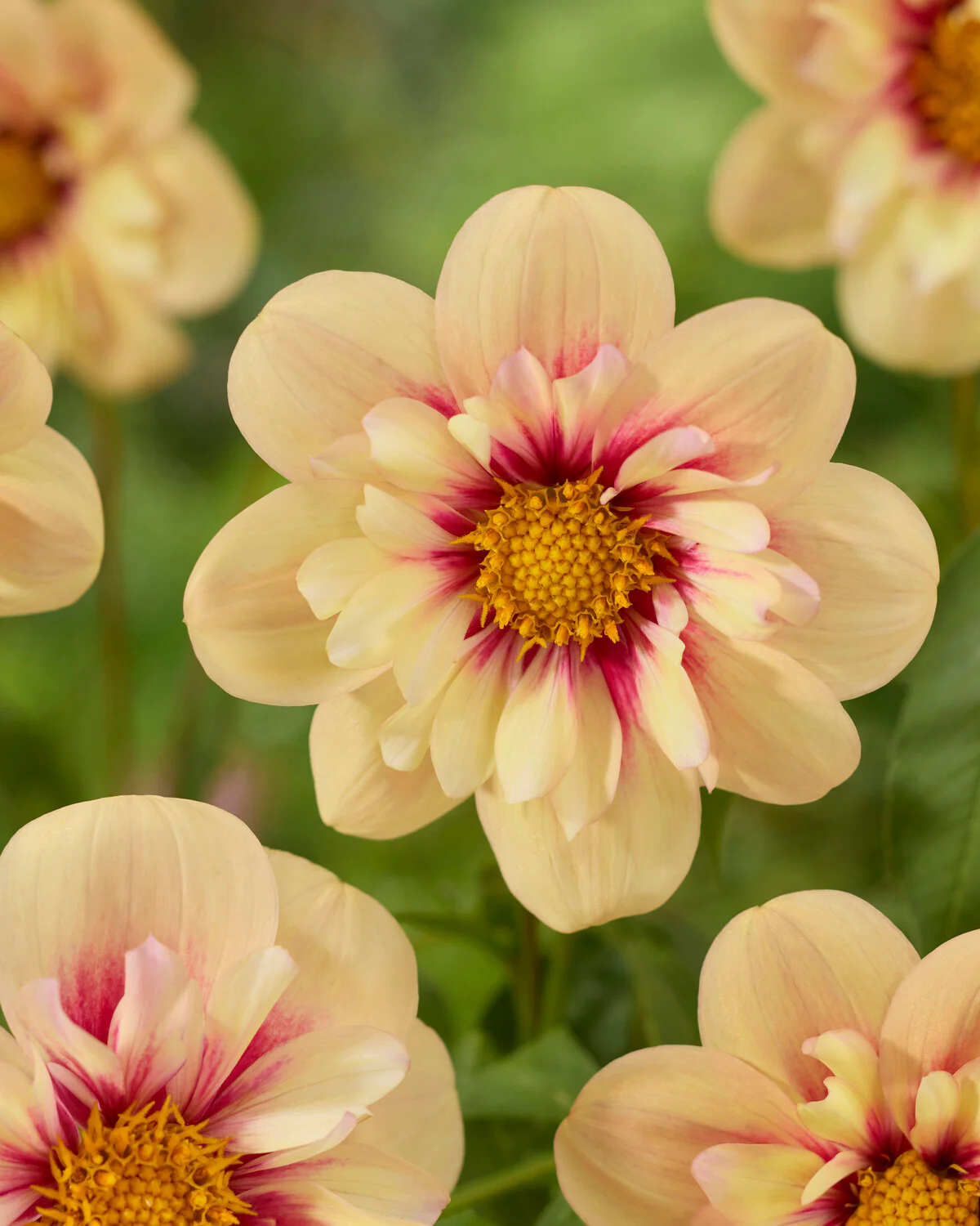 Dahlia 'Rhubarb and Custard' - Image 4