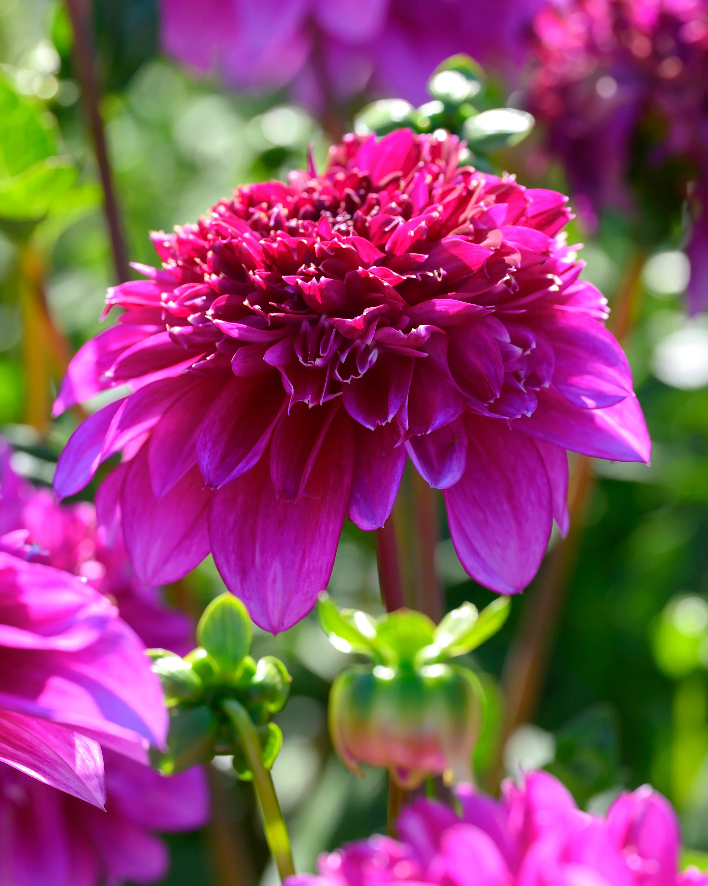 Dahlia 'Richards Fortune' - Image 11