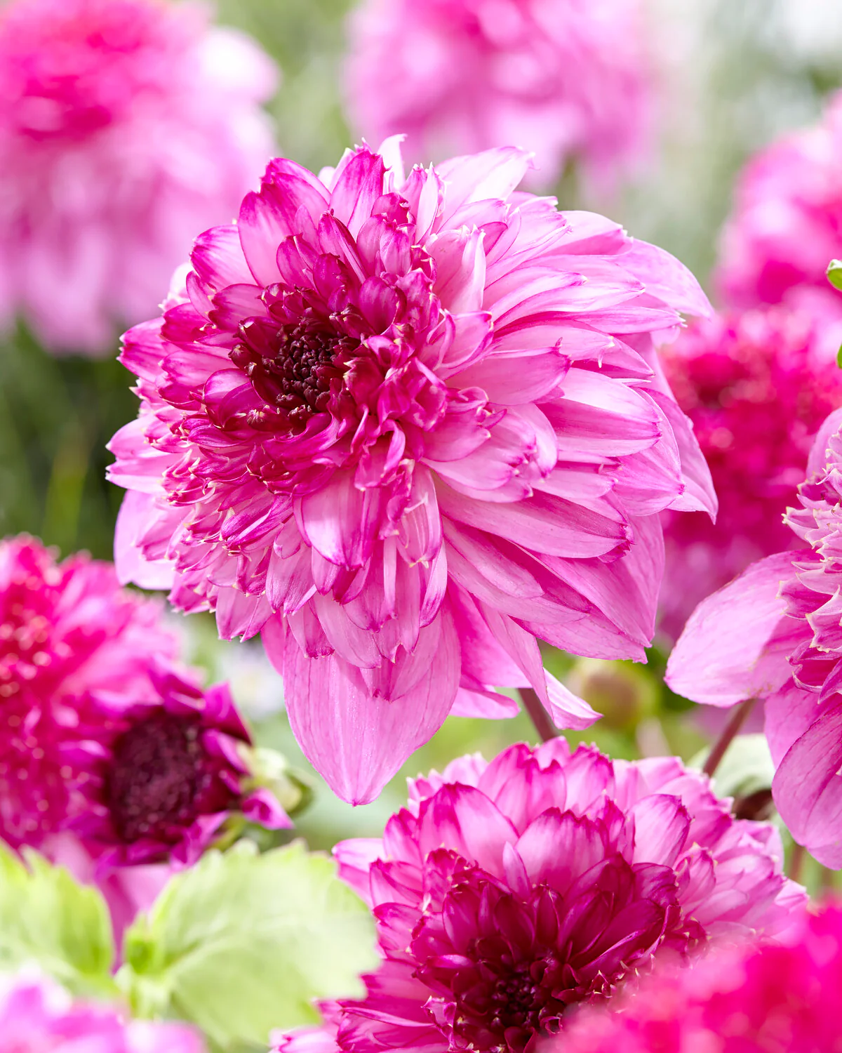 Dahlia 'Richards Fortune' - Image 8