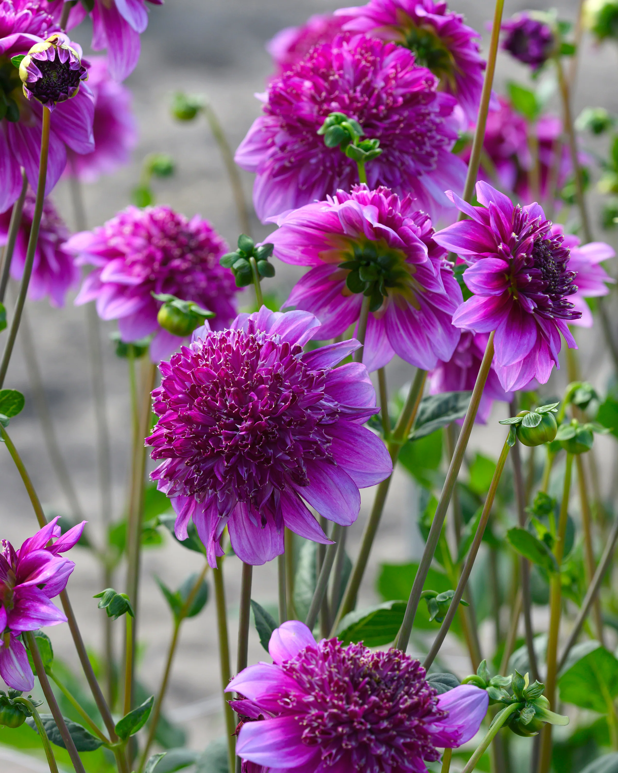 Dahlia 'Richards Fortune' - Image 9