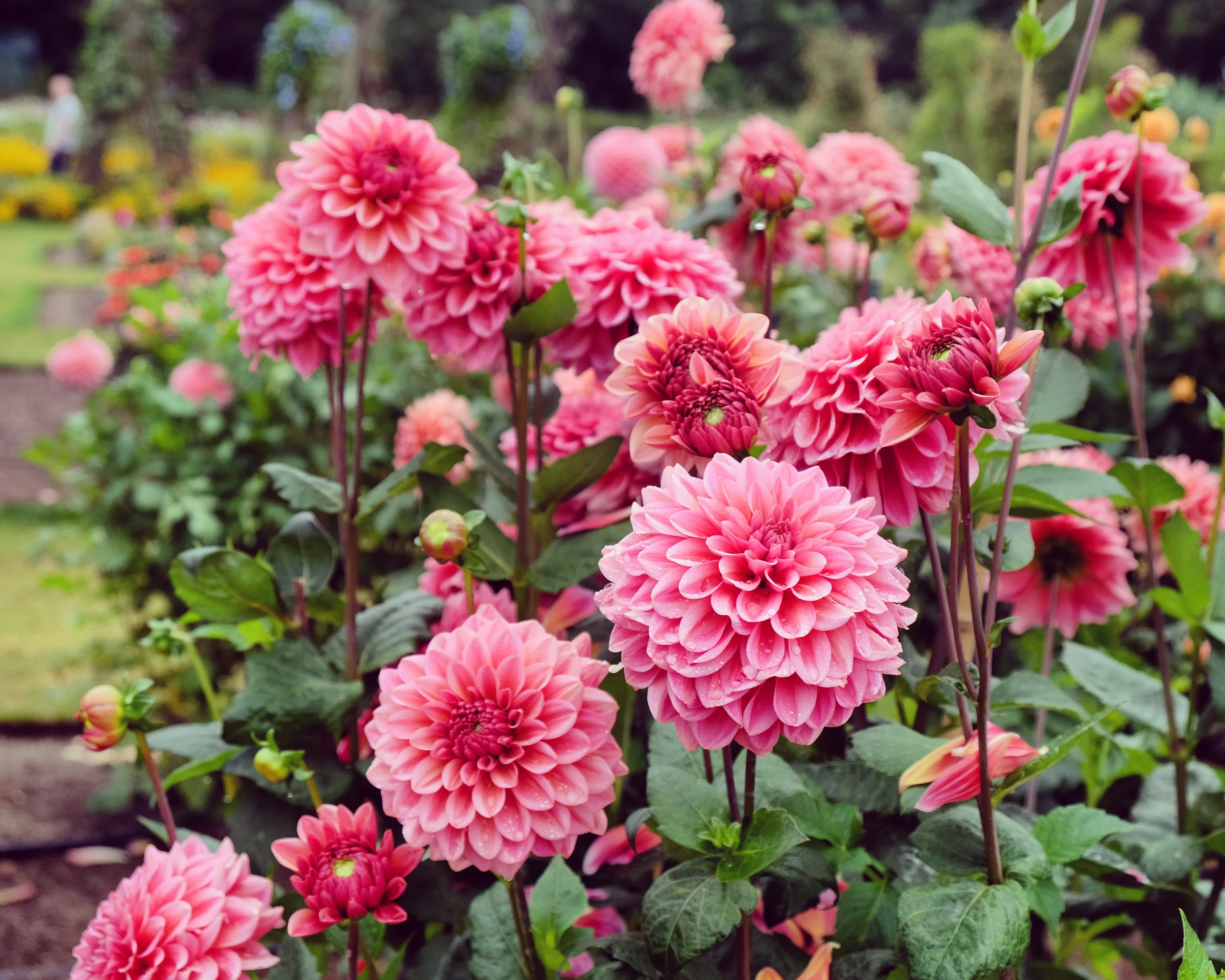 Dahlia 'Salmon Runner' - Image 11
