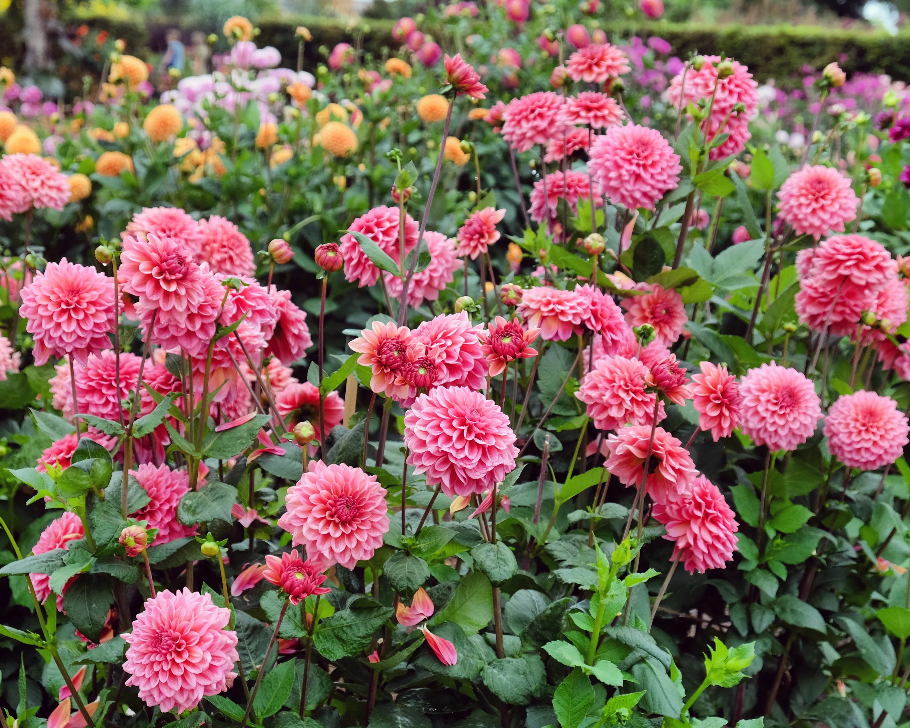 Dahlia 'Salmon Runner' - Image 13