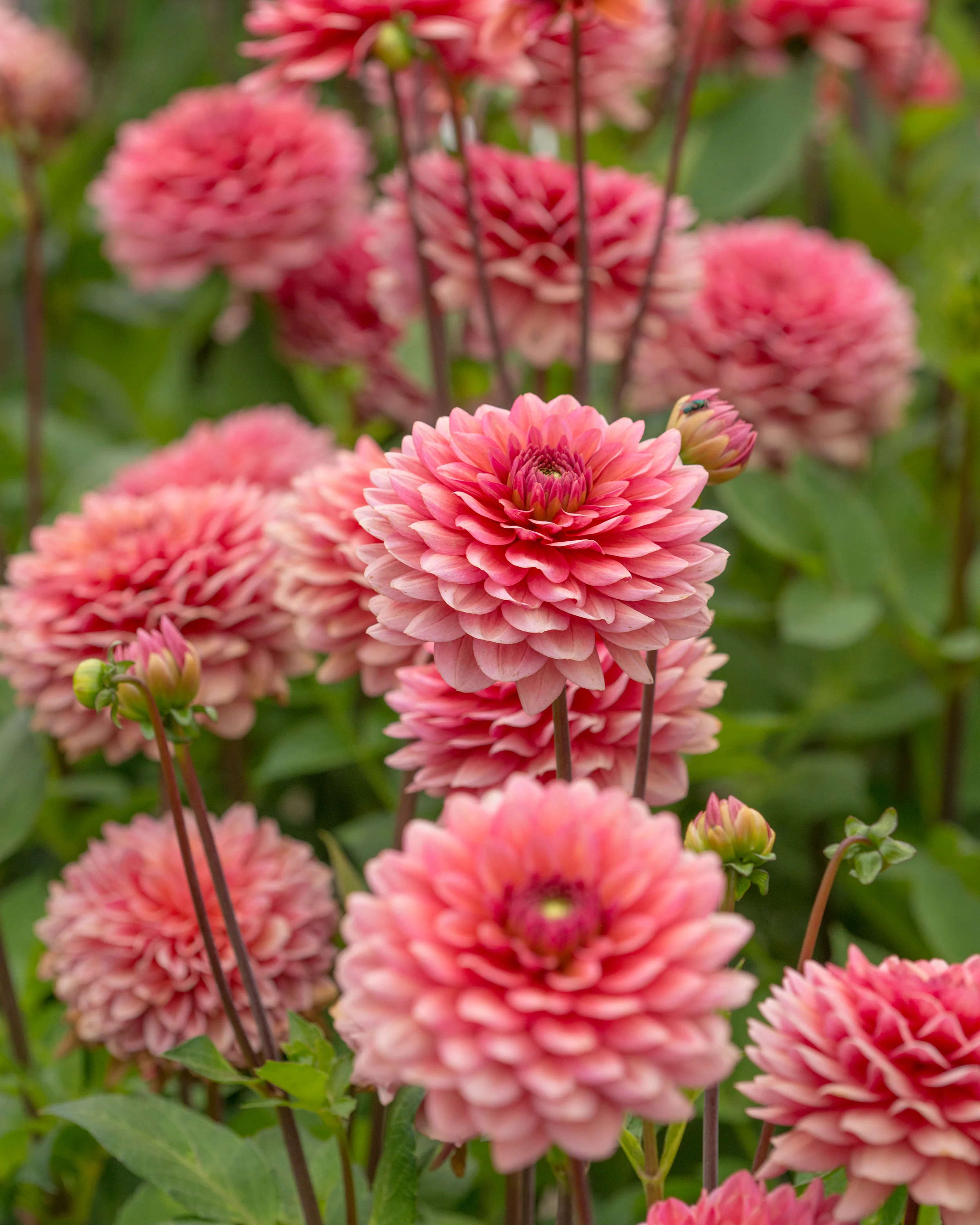 Dahlia 'Salmon Runner' - Image 3