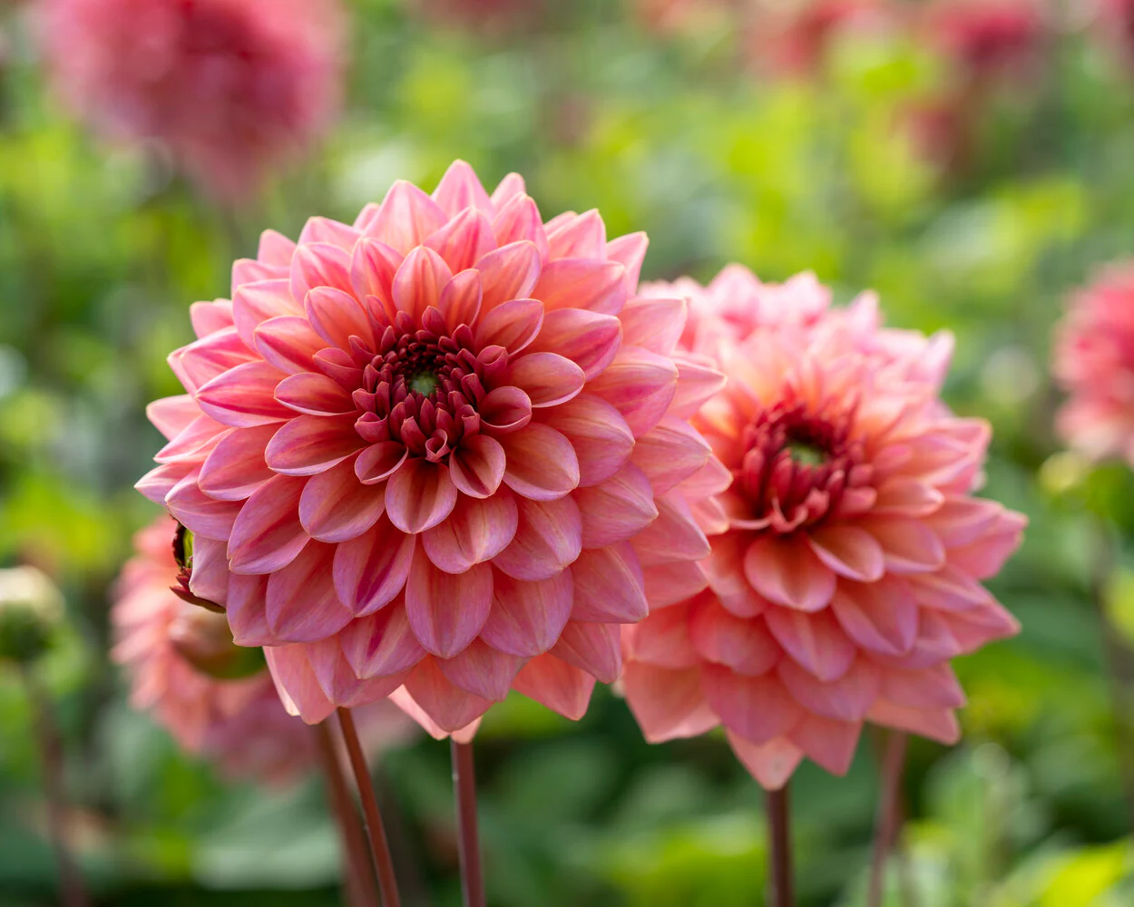 Dahlia 'Salmon Runner' - Image 5