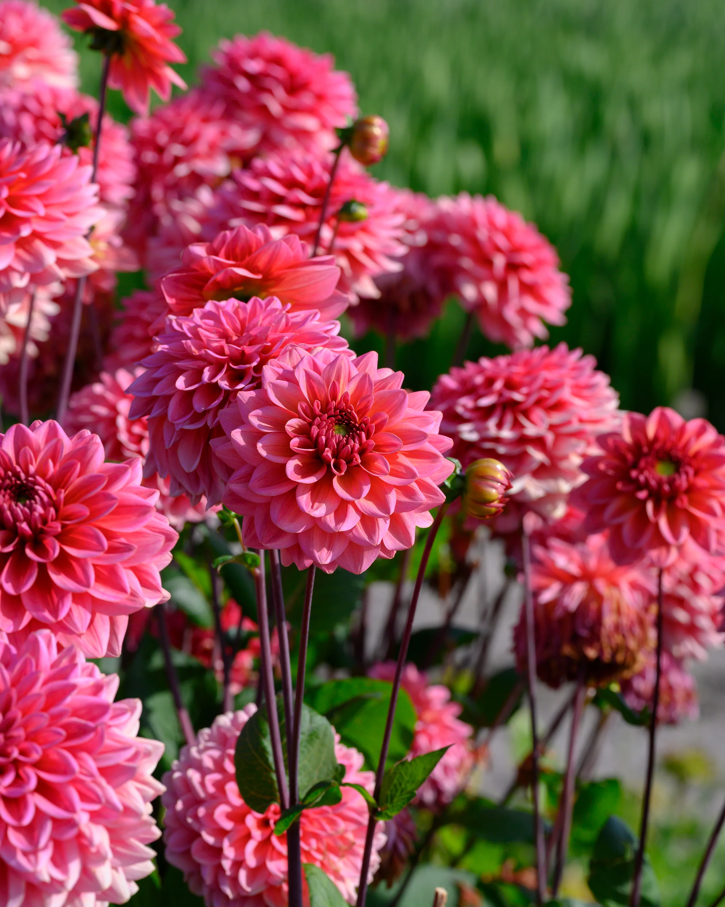 Dahlia 'Salmon Runner' - Image 8