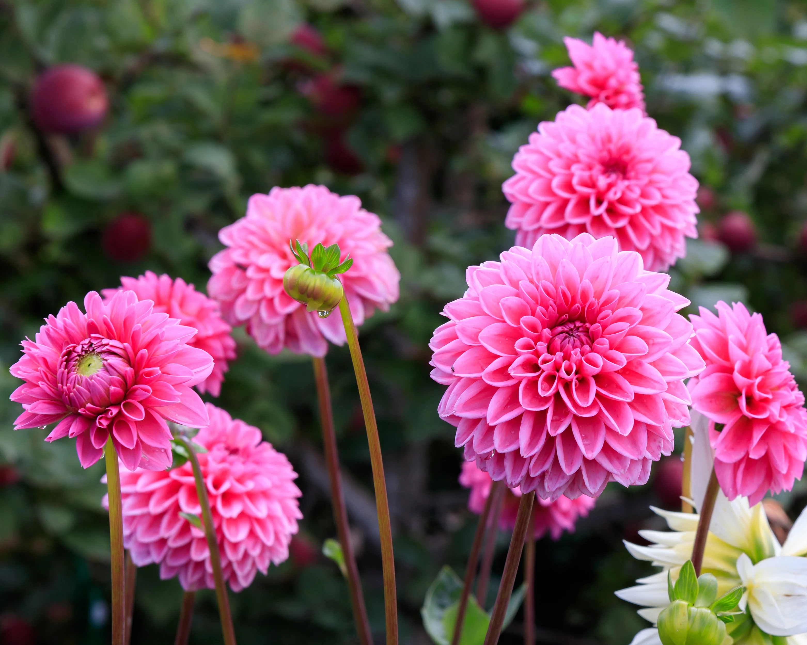 Dahlia 'Sandra' - Image 2