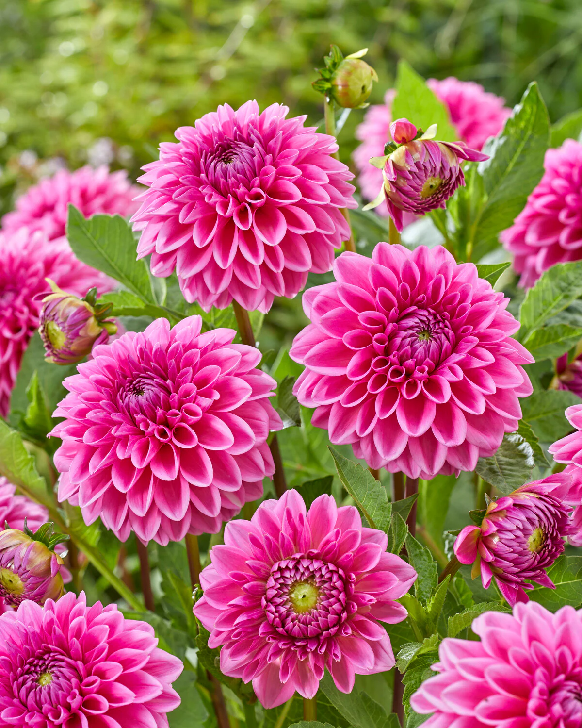 Dahlia 'Sandra' - Image 3