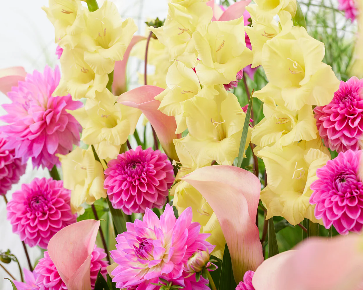 Dahlia 'Sandra' - Image 4