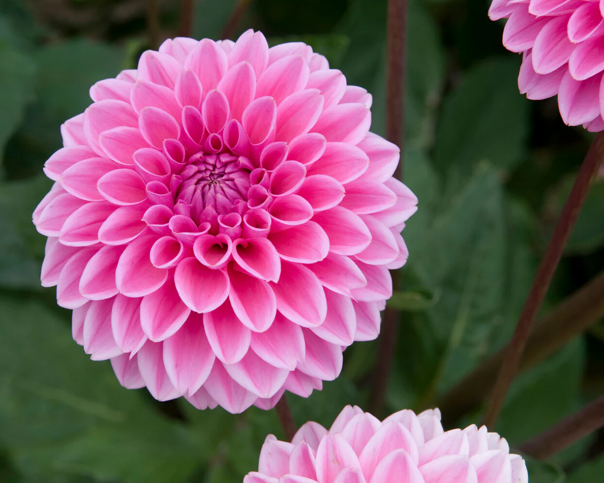 Dahlia 'Sandra' - Image 6