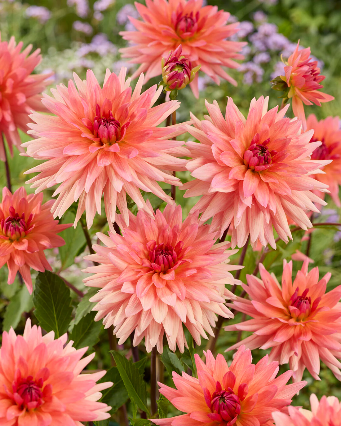 Dahlia 'Schneckenstein' - Image 3