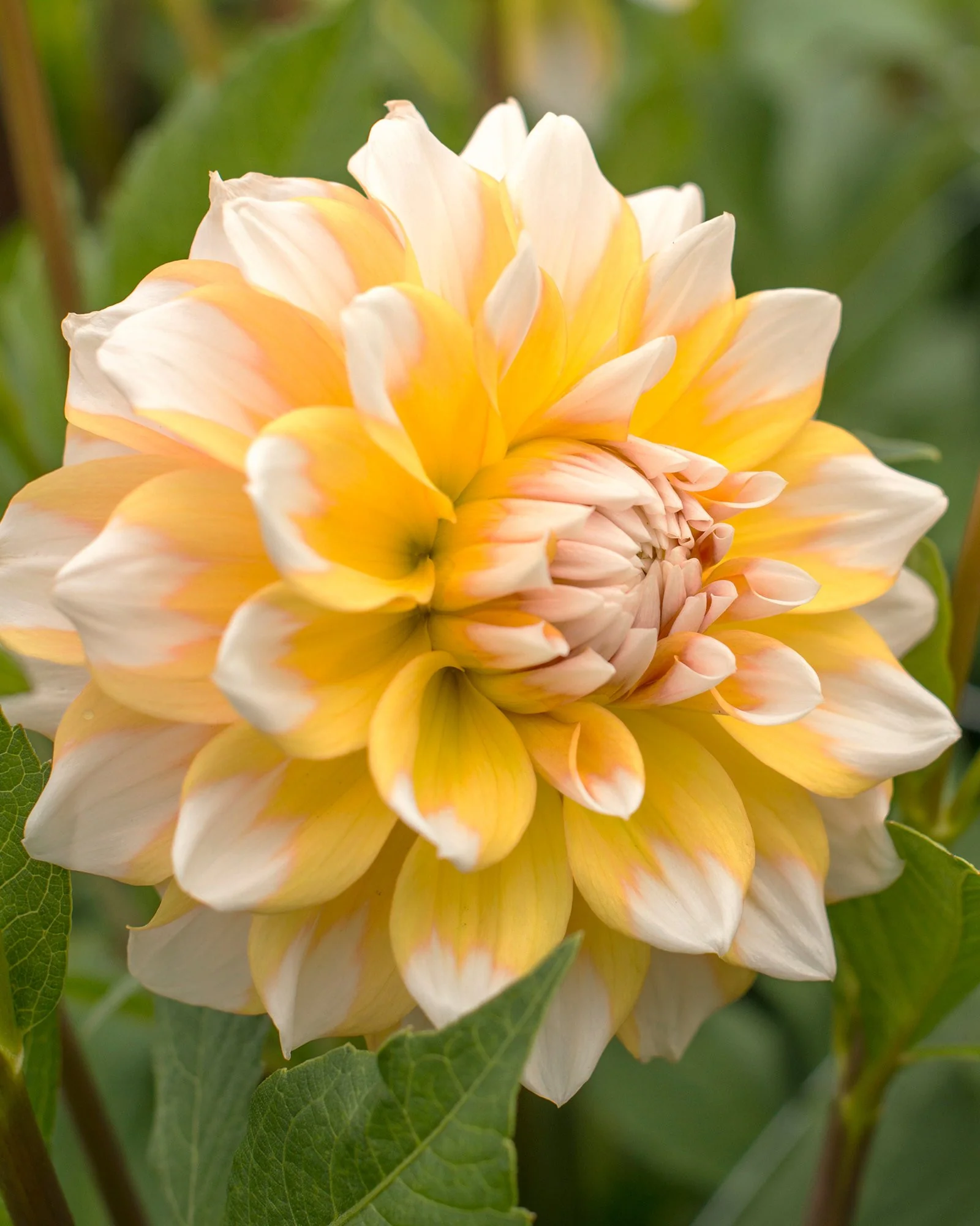 Dahlia 'Seattle' - Image 3