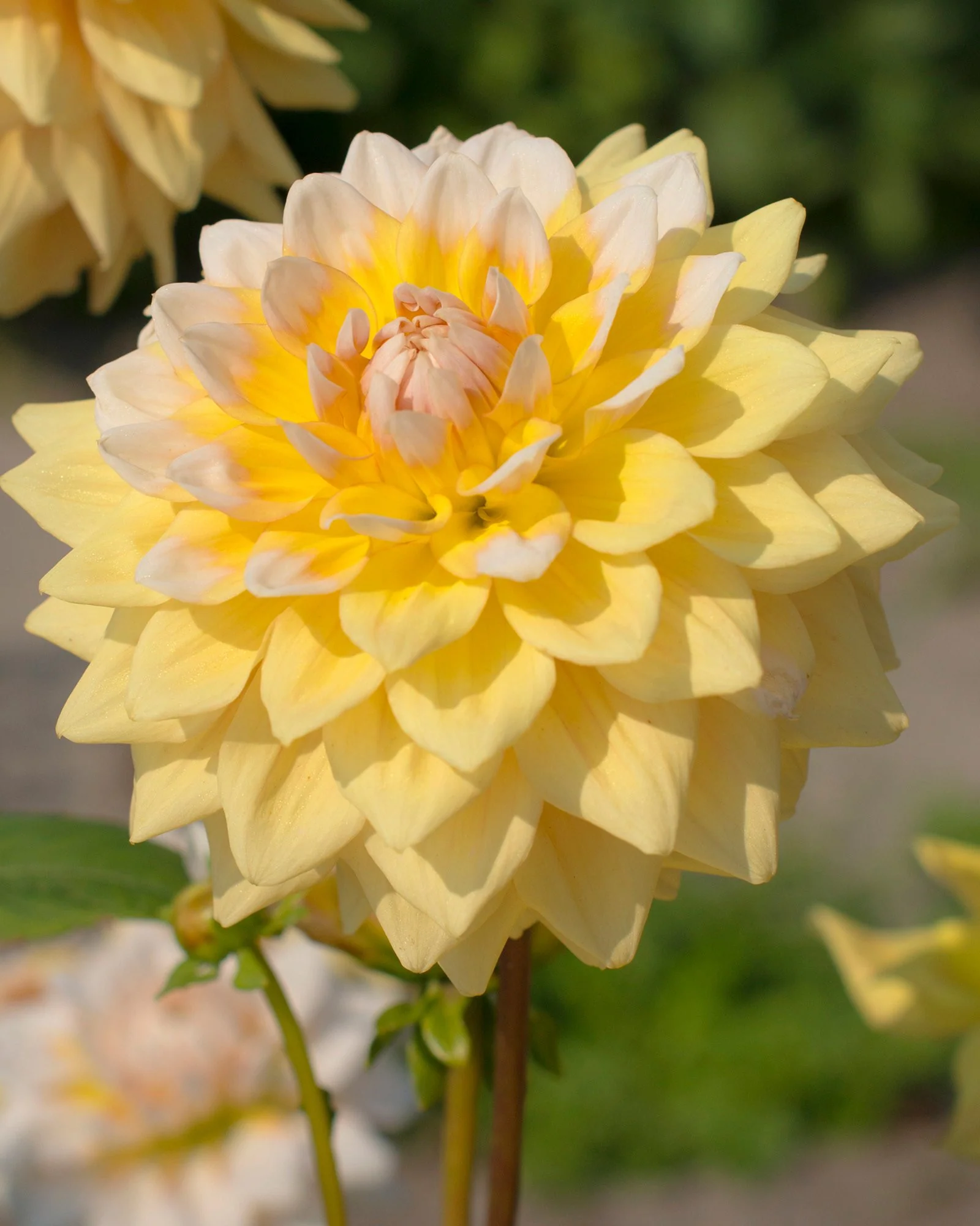 Dahlia 'Seattle' - Image 5
