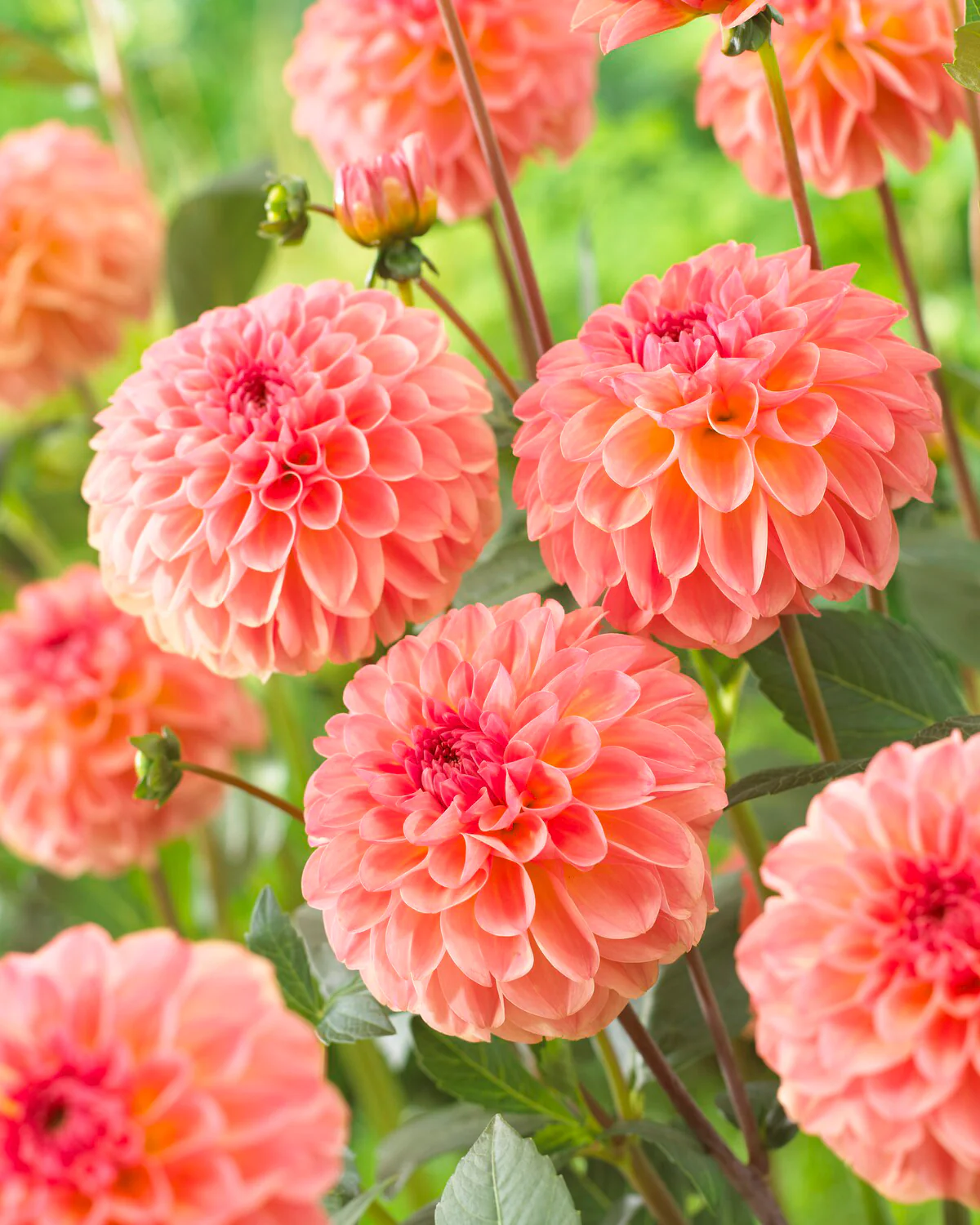 Dahlia 'Sebastian' - Image 2