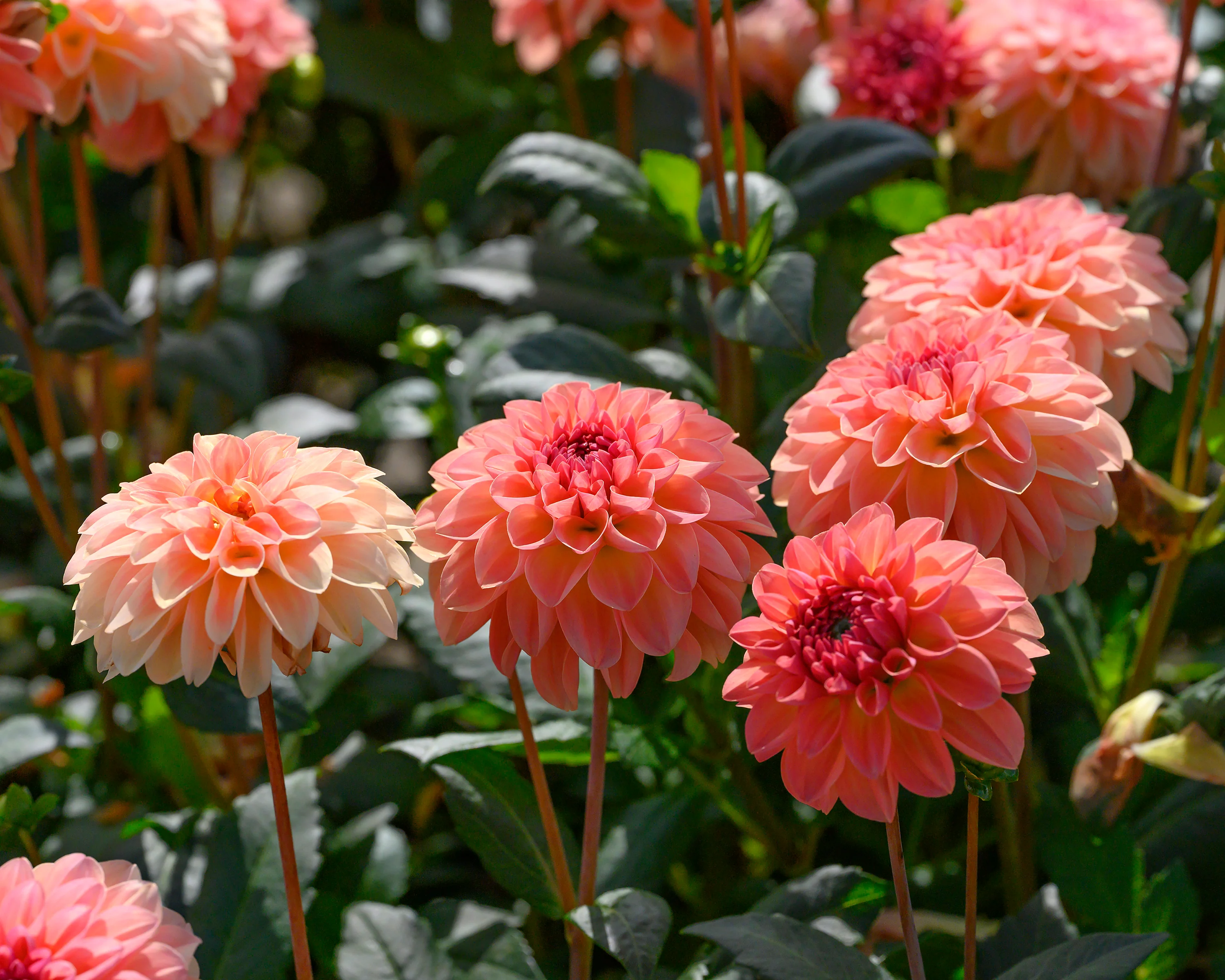 Dahlia 'Sebastian' - Image 3
