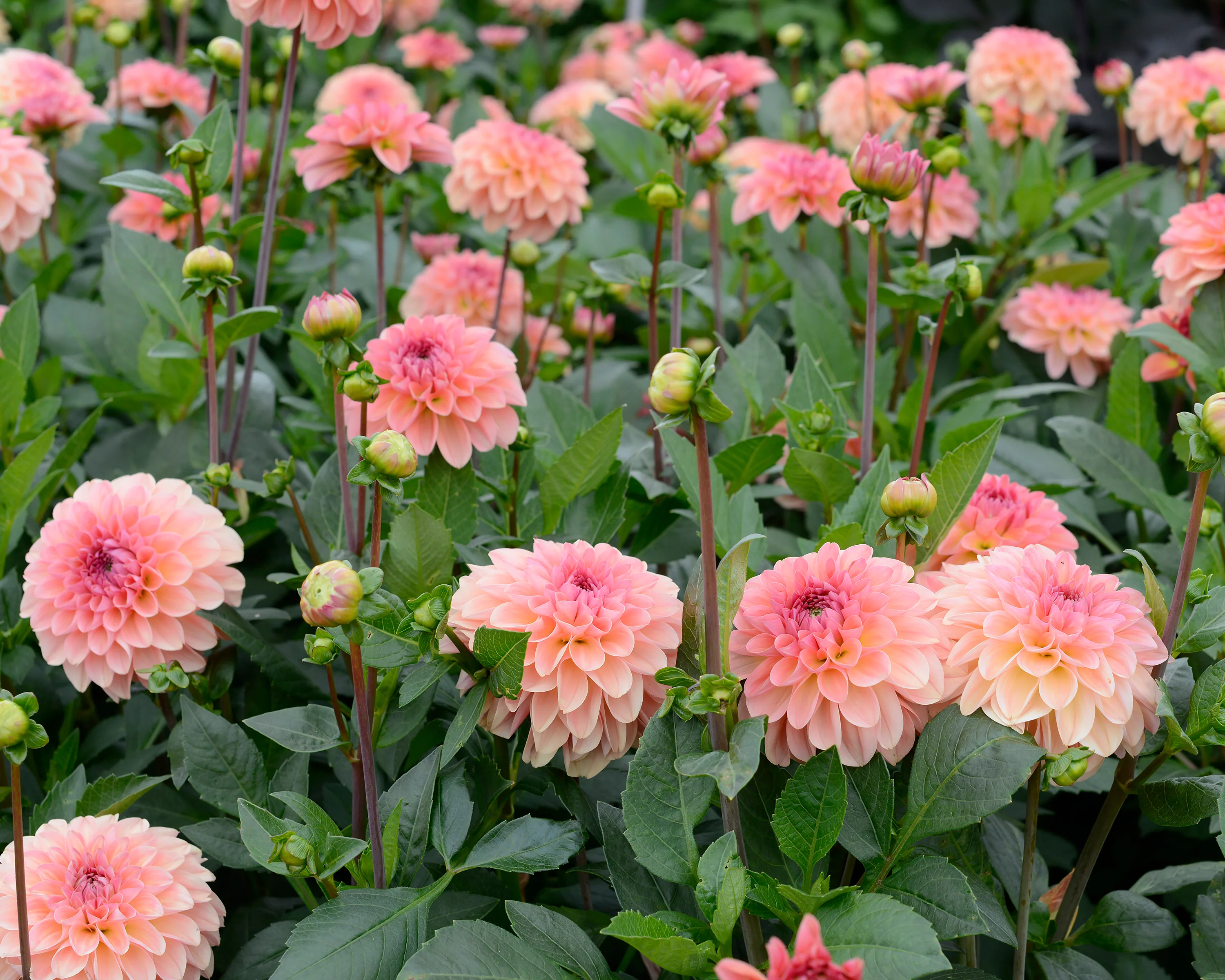 Dahlia 'Sebastian' - Image 4