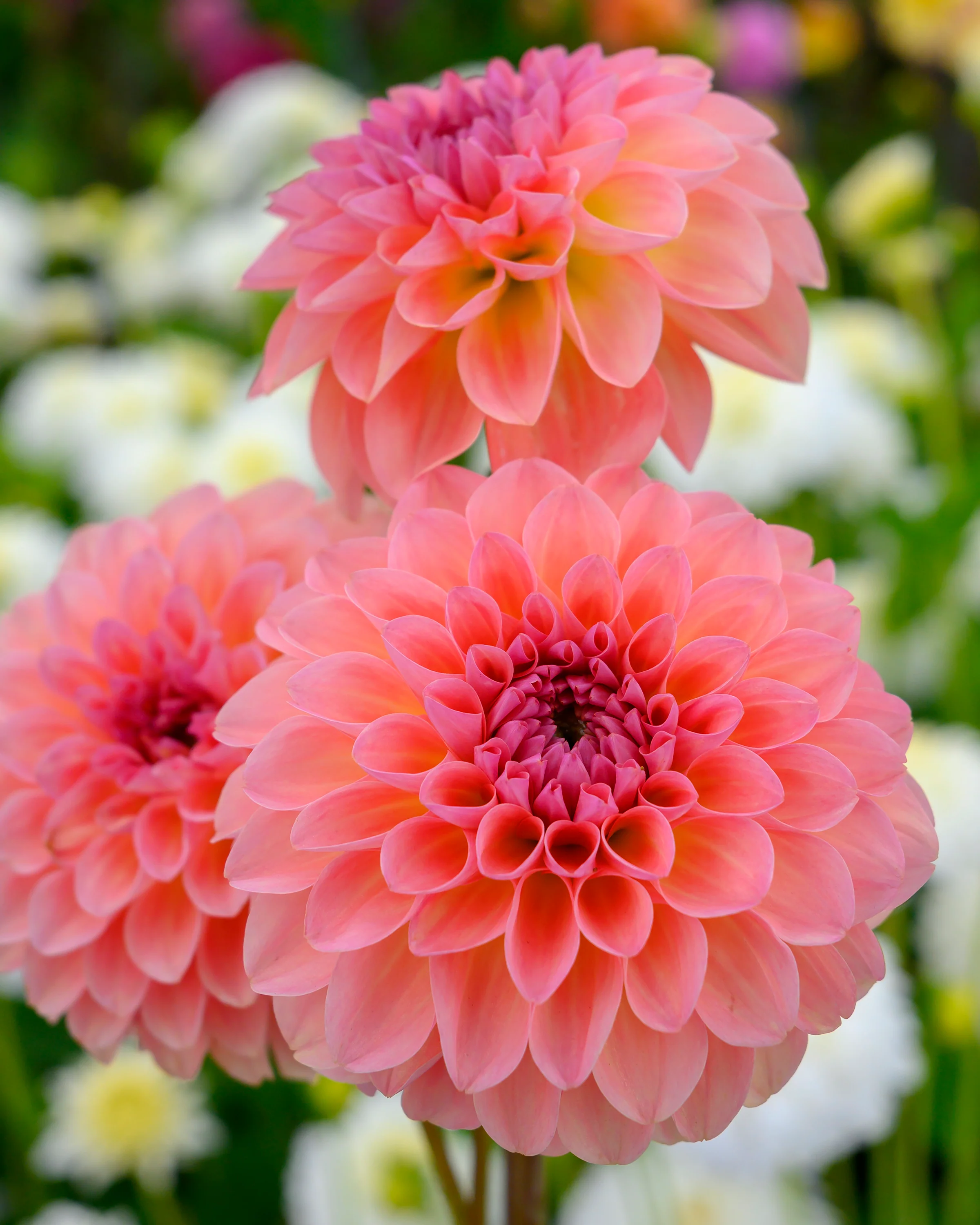 Dahlia 'Sebastian' - Image 6