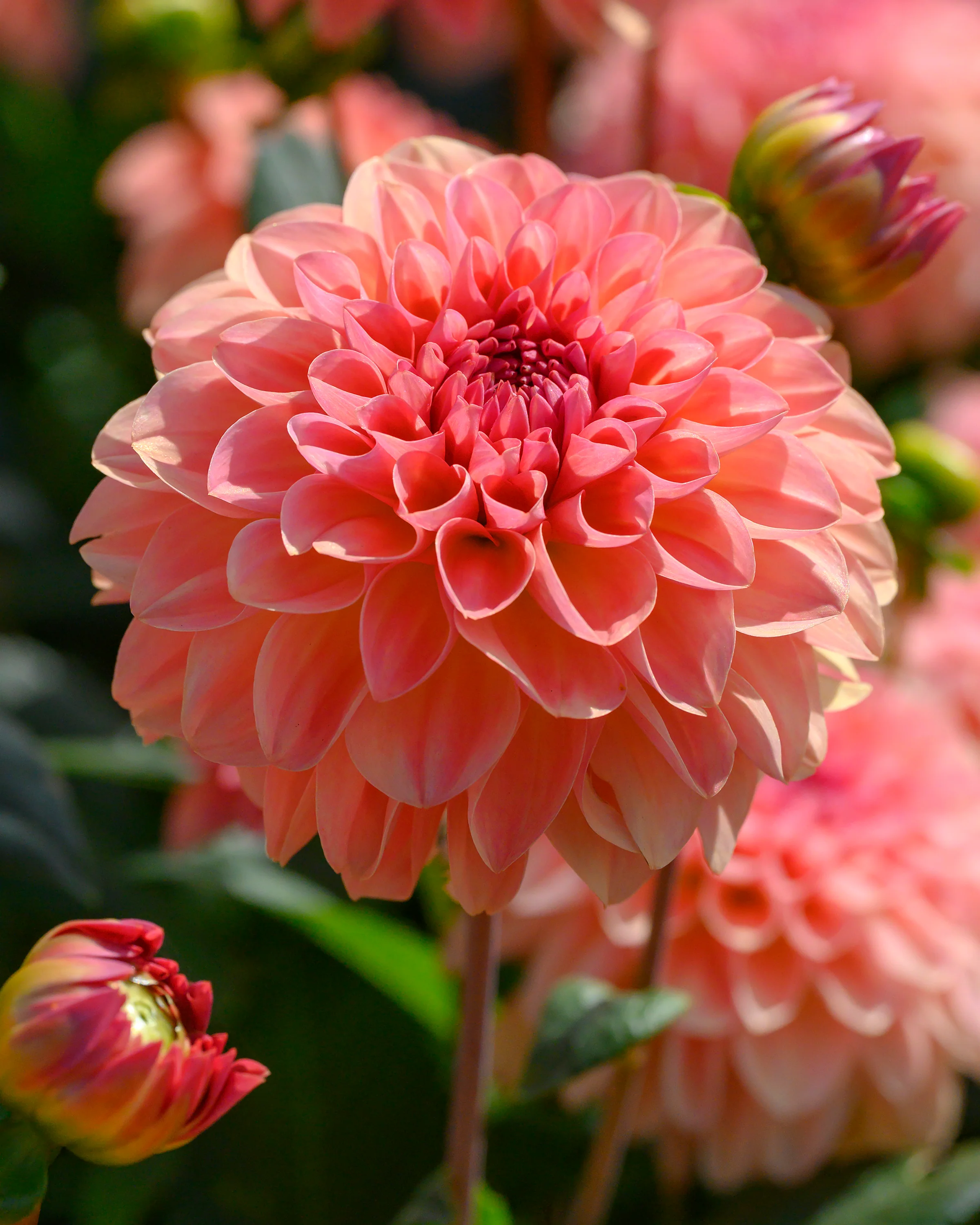Dahlia 'Sebastian' - Image 7