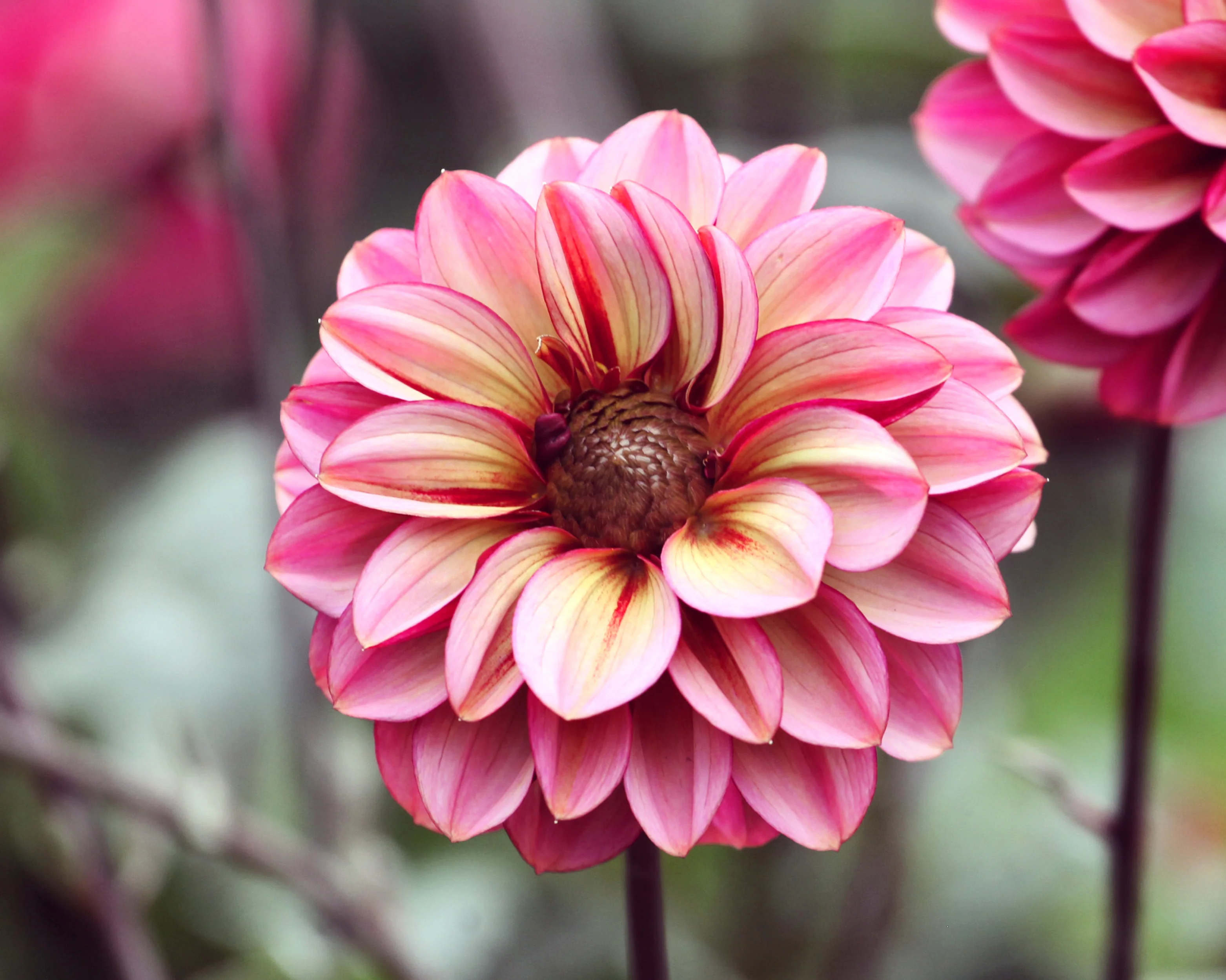 Dahlia 'Seniors Hope' - Image 11
