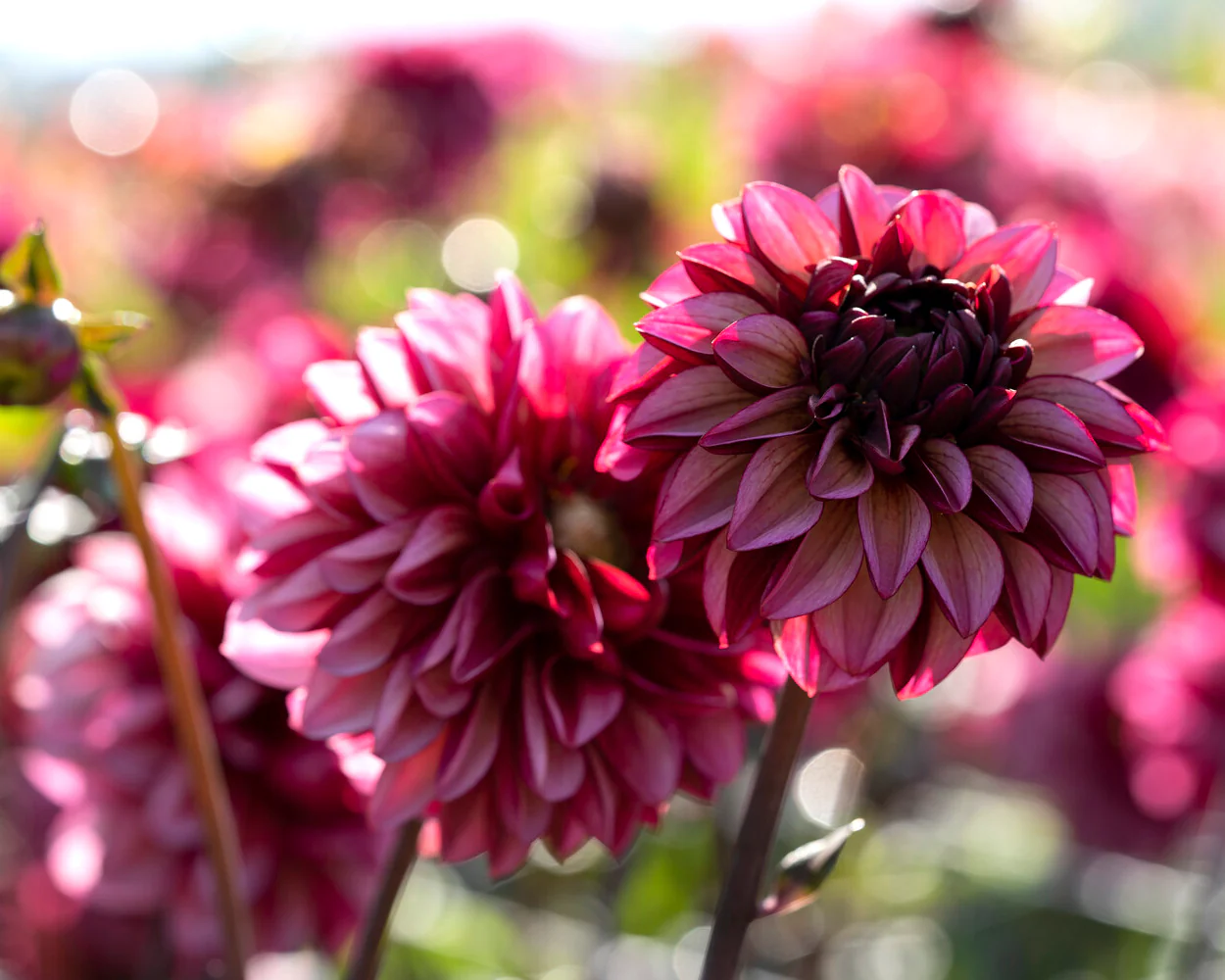 Dahlia 'Seniors Hope' - Image 7