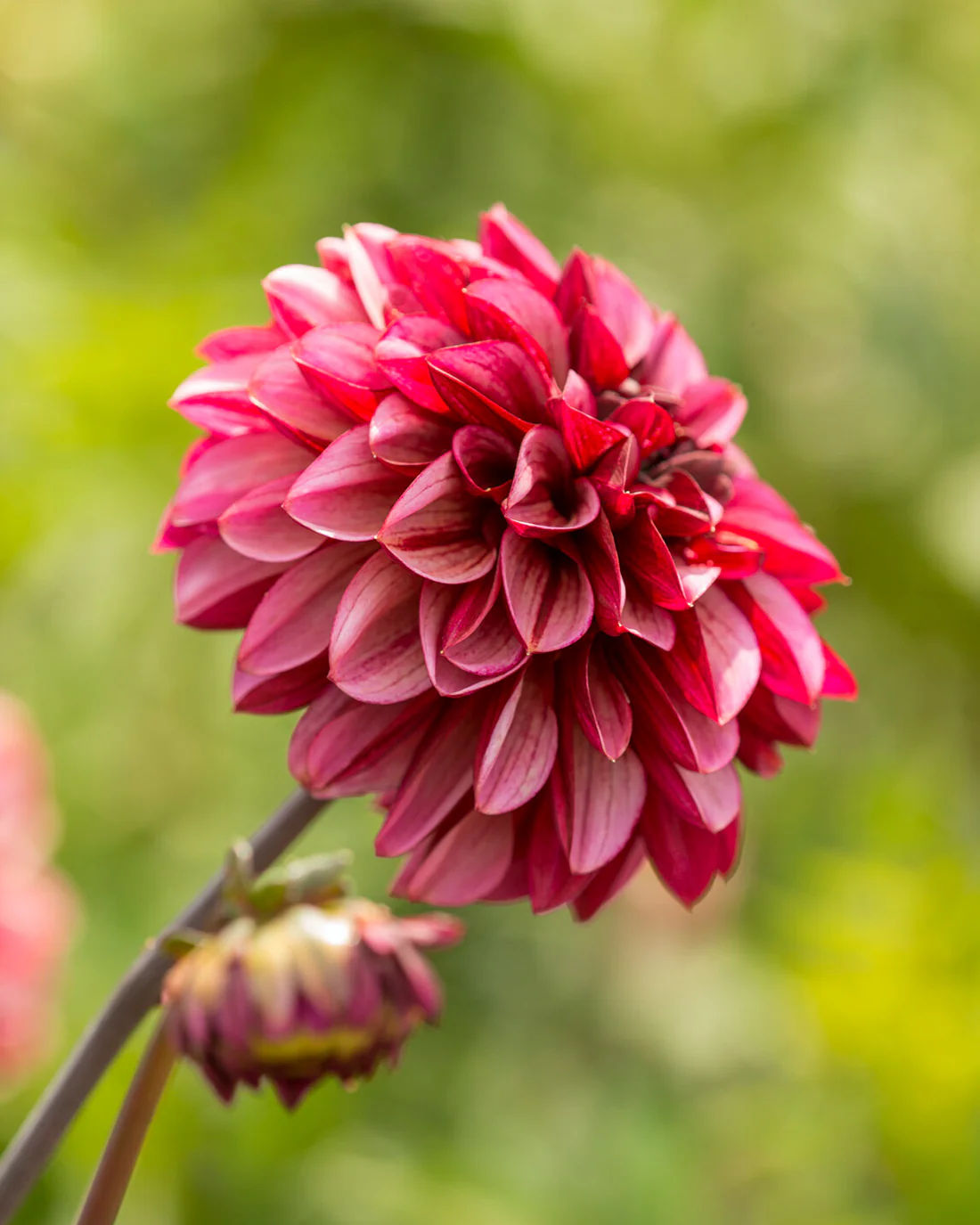 Dahlia 'Seniors Hope' - Image 8