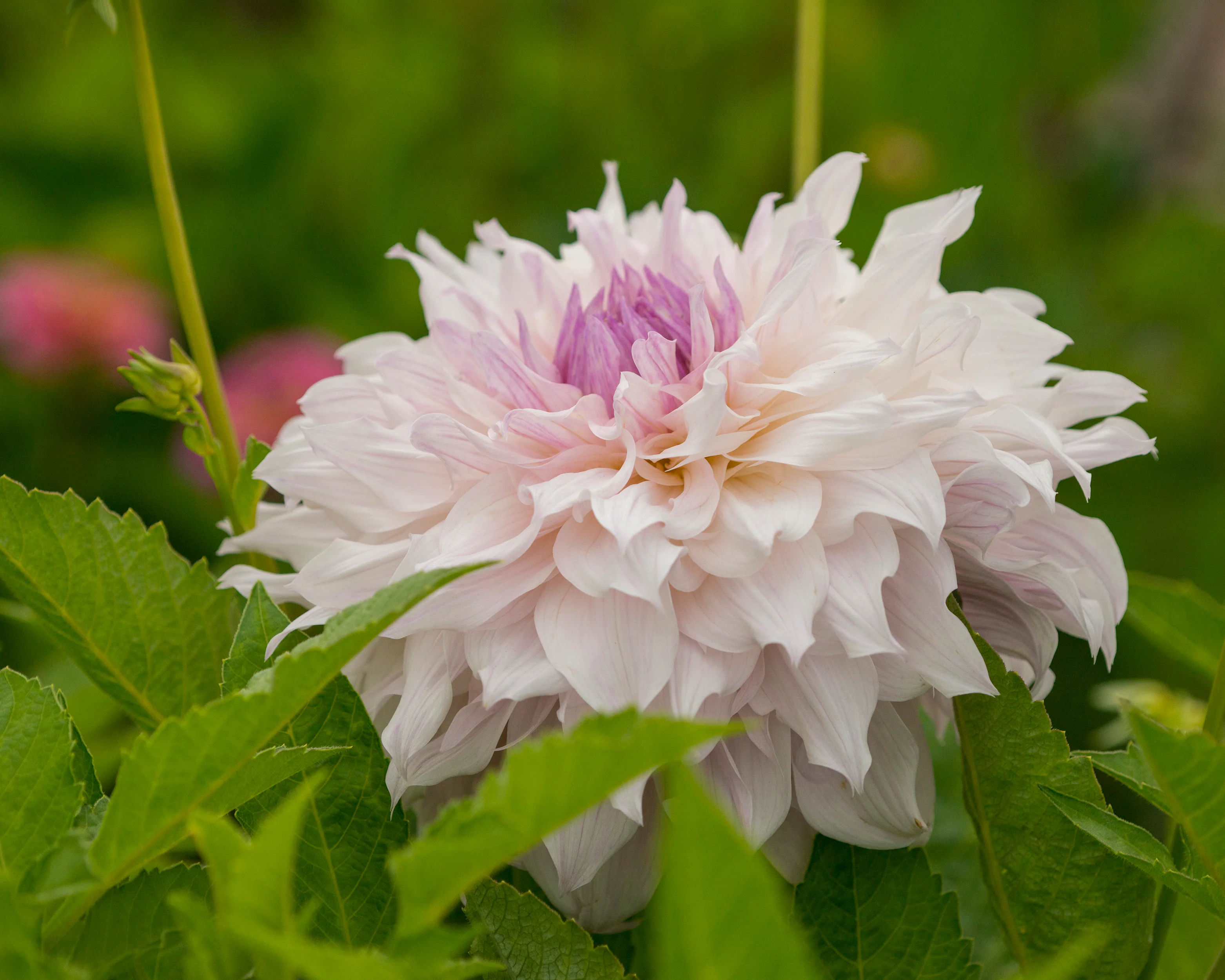 Dahlia 'Shiloh Noelle' - Image 4