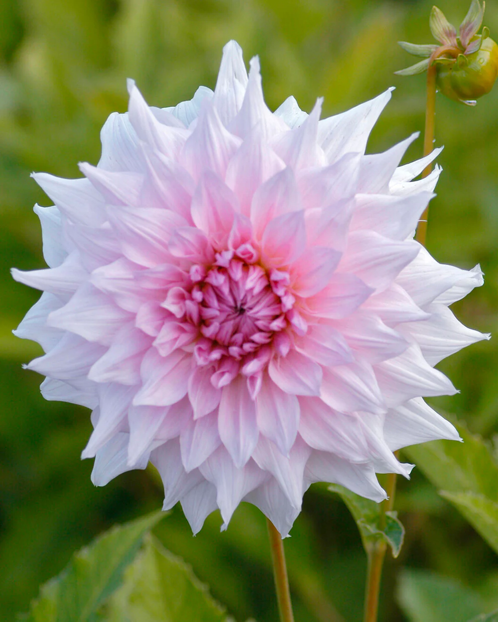 Dahlia 'Shiloh Noelle' - Image 6