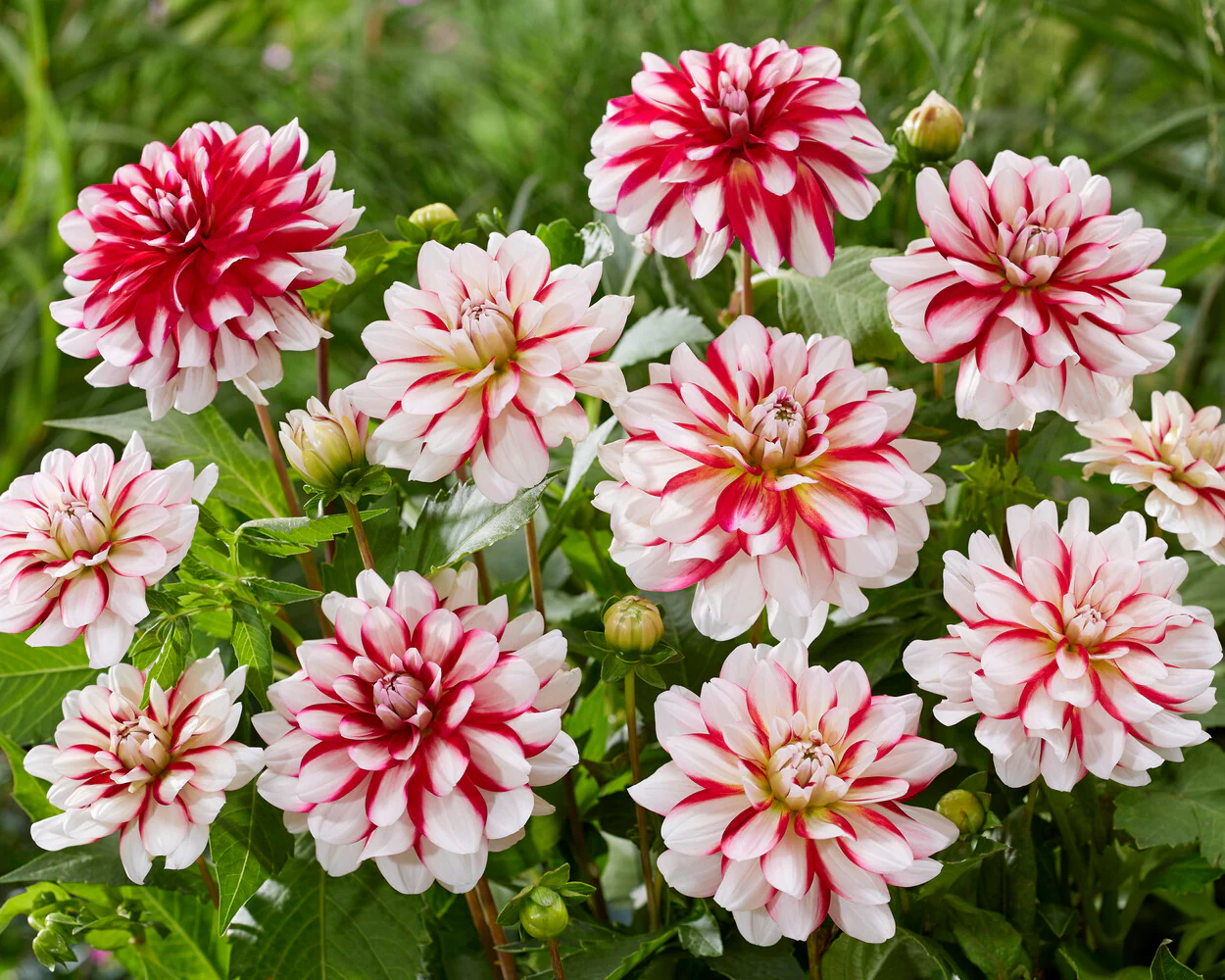 Dahlia 'Short Track' - Image 3