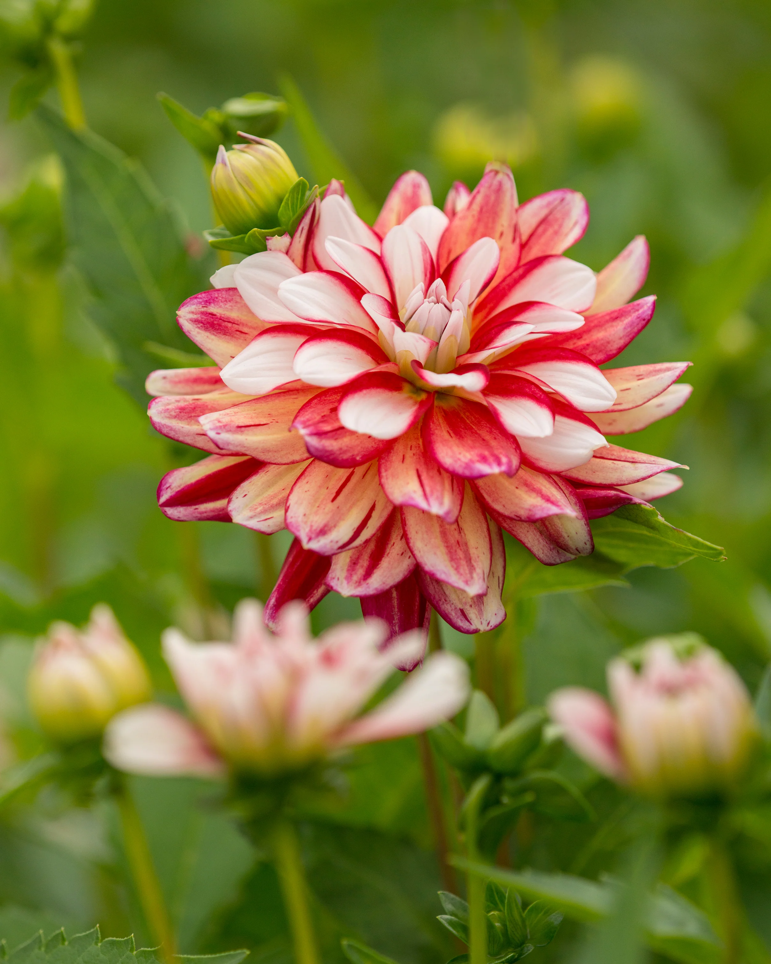 Dahlia 'Short Track' - Image 5