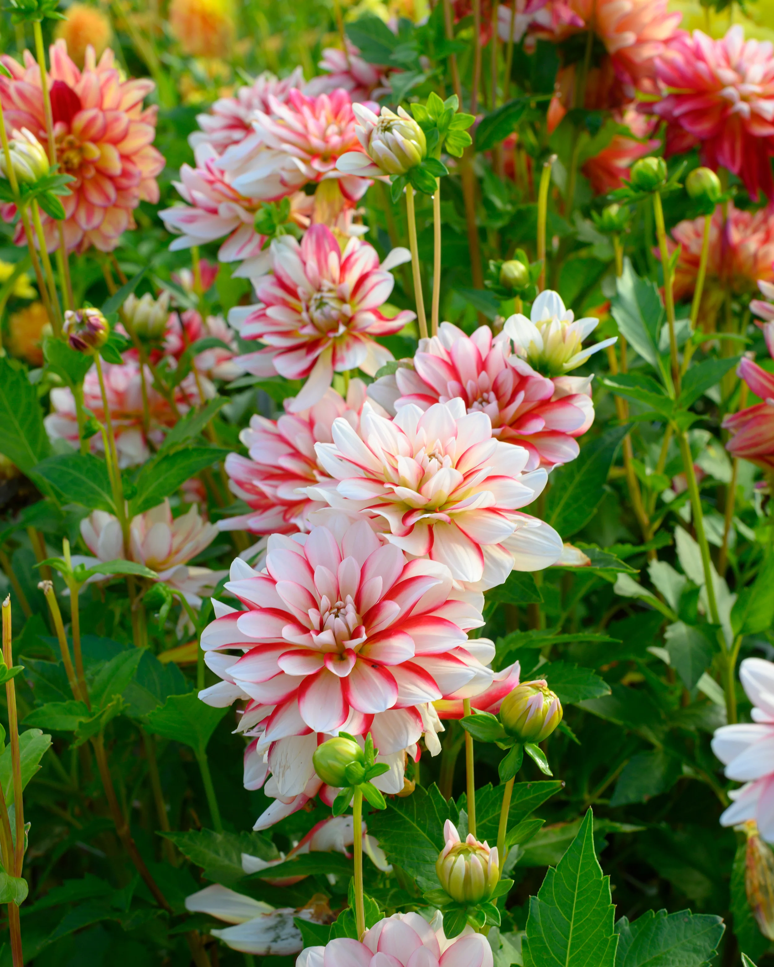 Dahlia 'Short Track' - Image 6