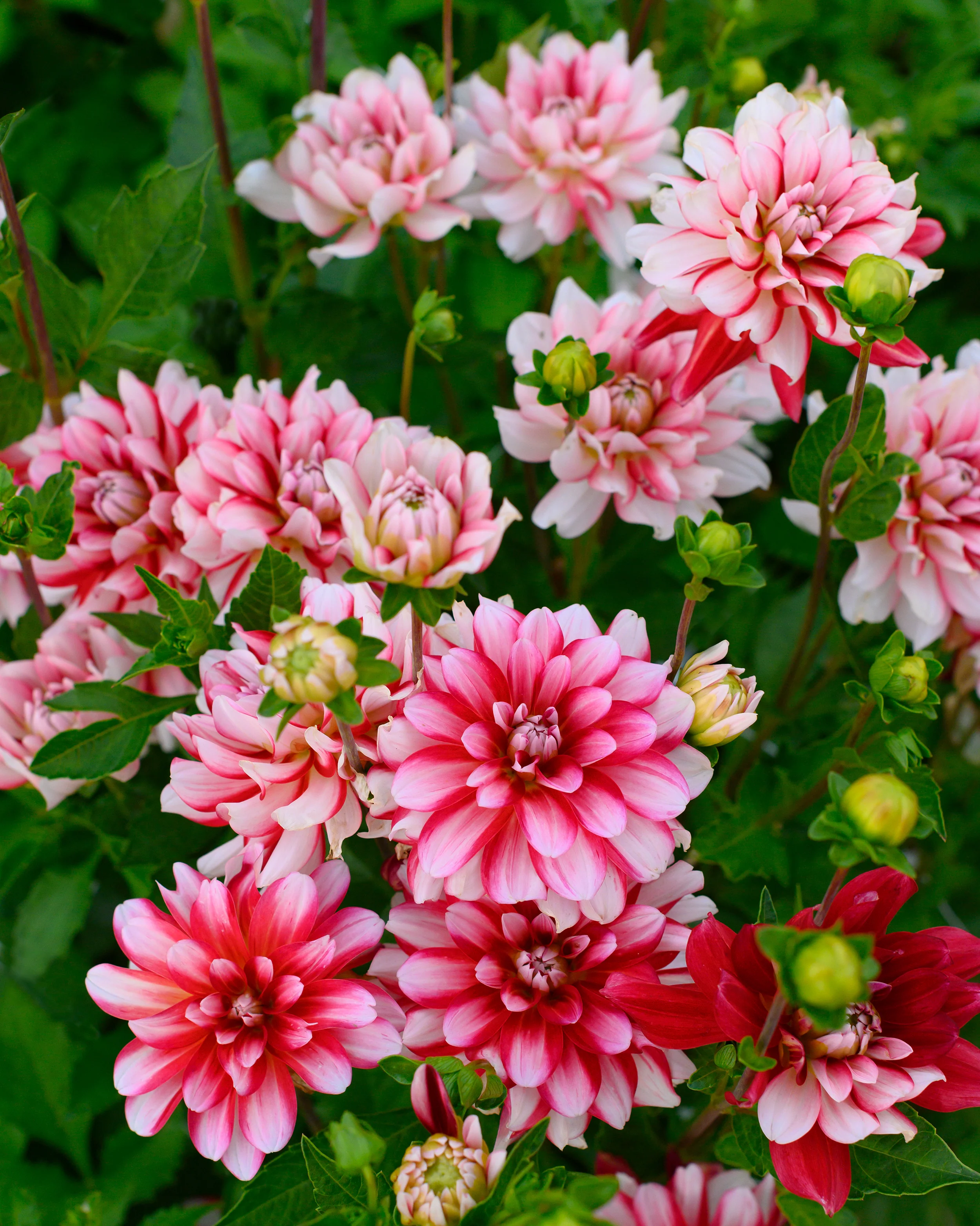 Dahlia 'Short Track' - Image 8