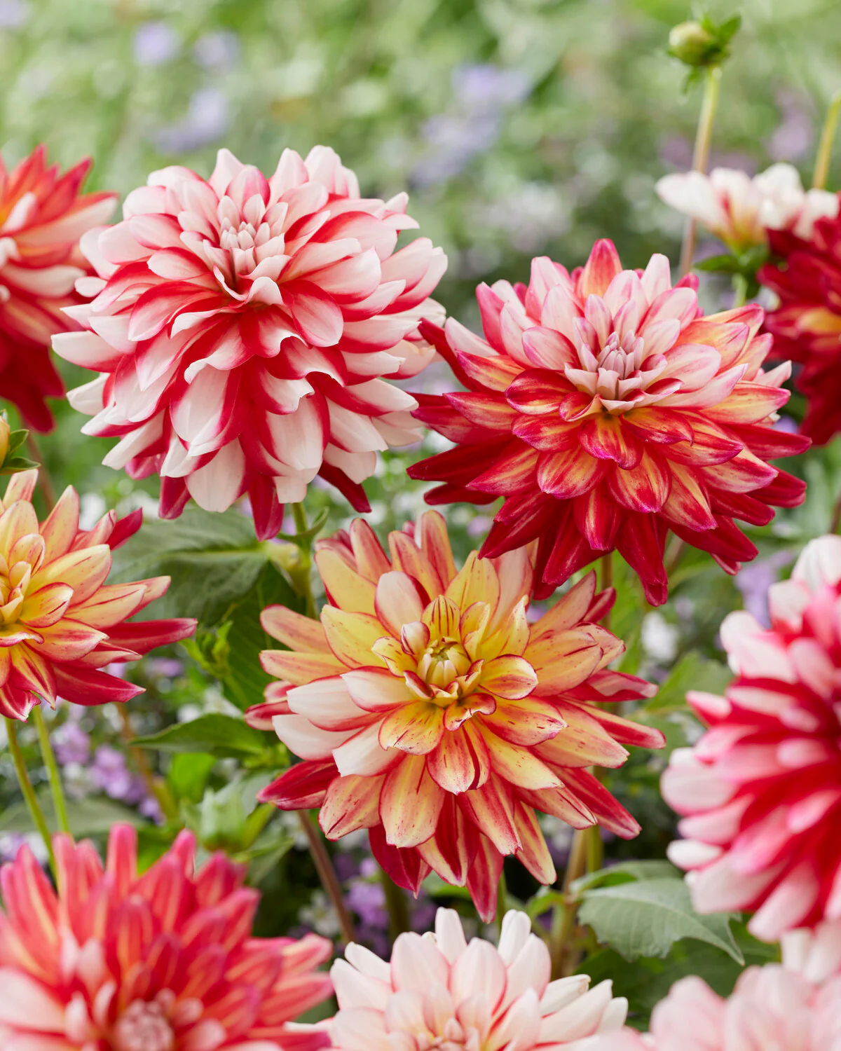 Dahlia 'Short Track' - Image 9