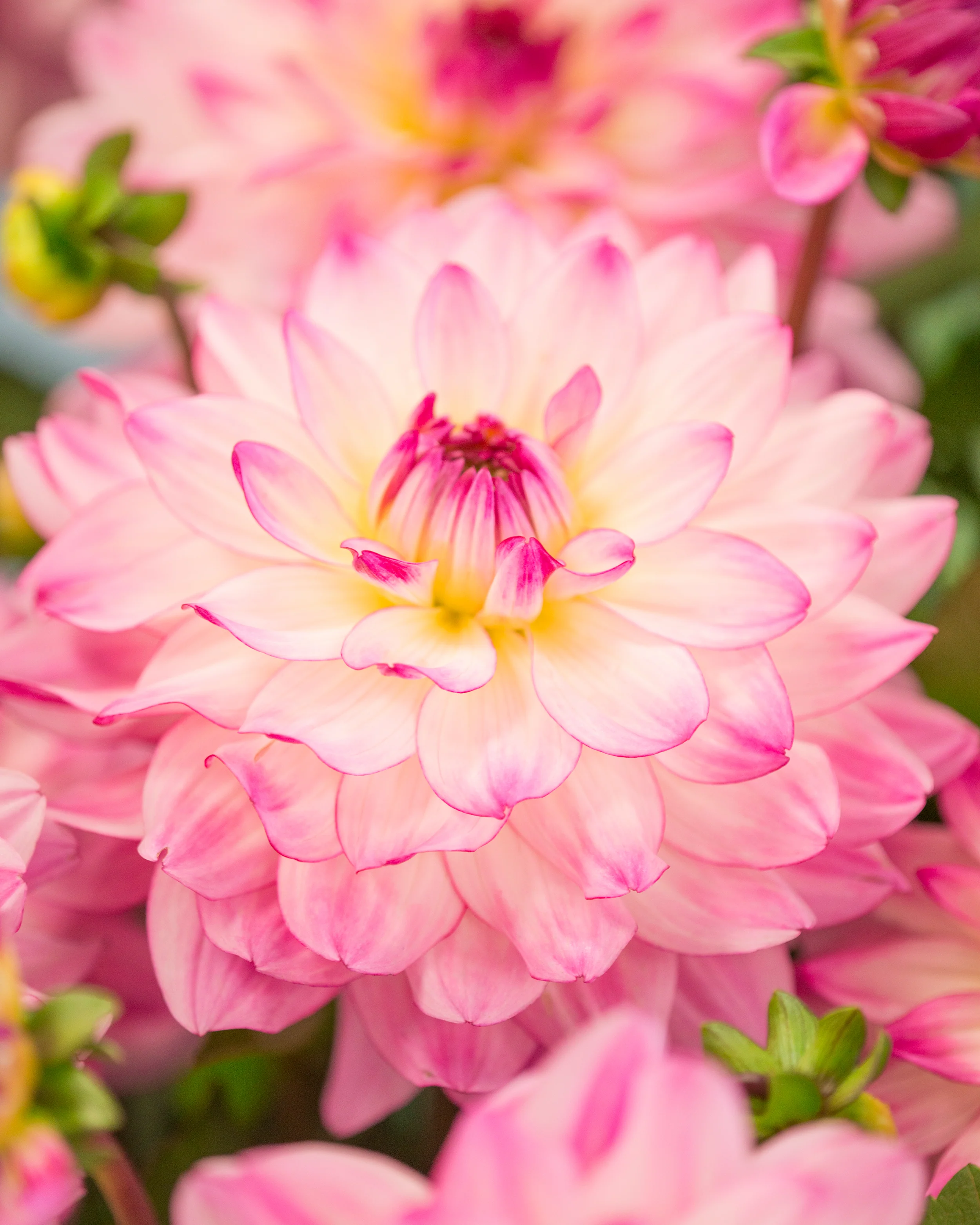 Dahlia 'Sincerity' - Image 5