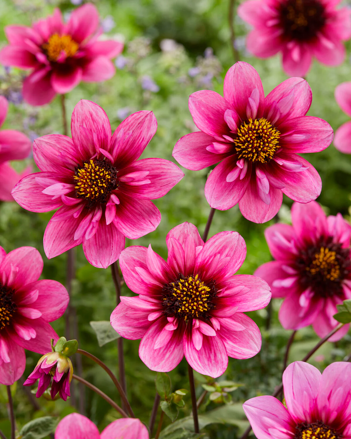 Dahlia 'Skyfall' - Image 6