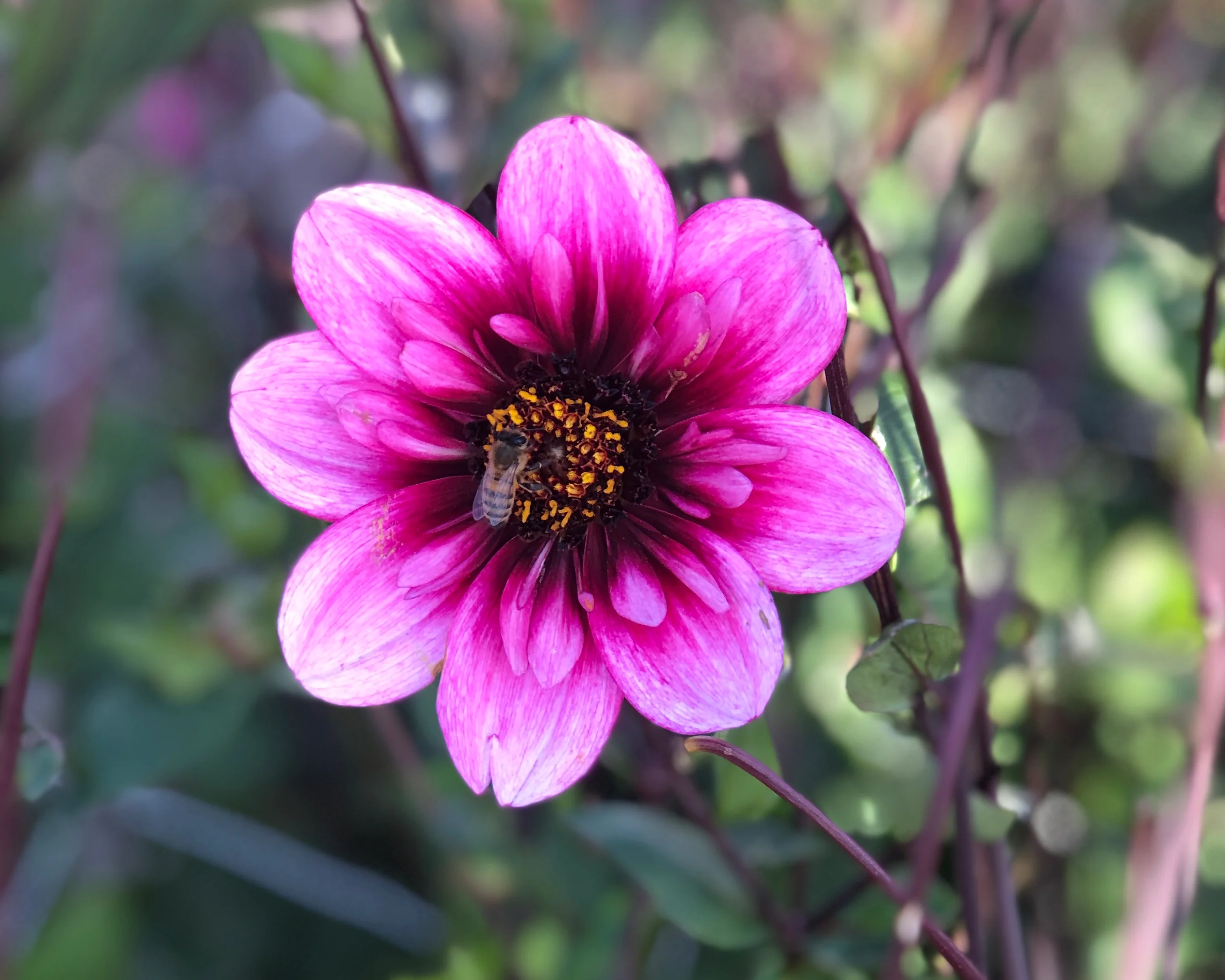 Dahlia 'Skyfall' - Image 8
