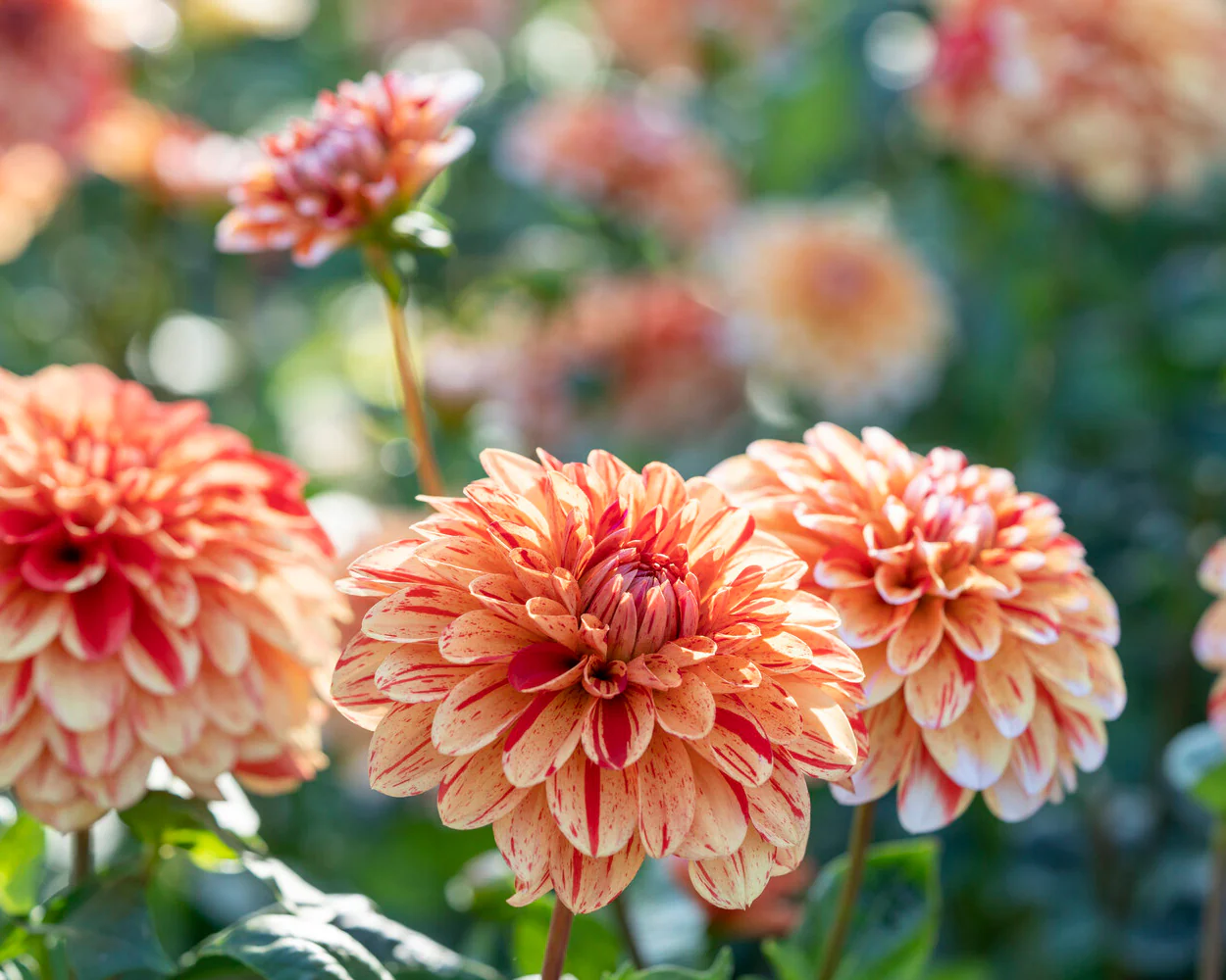 Dahlia 'Striped Nagano' - Image 3