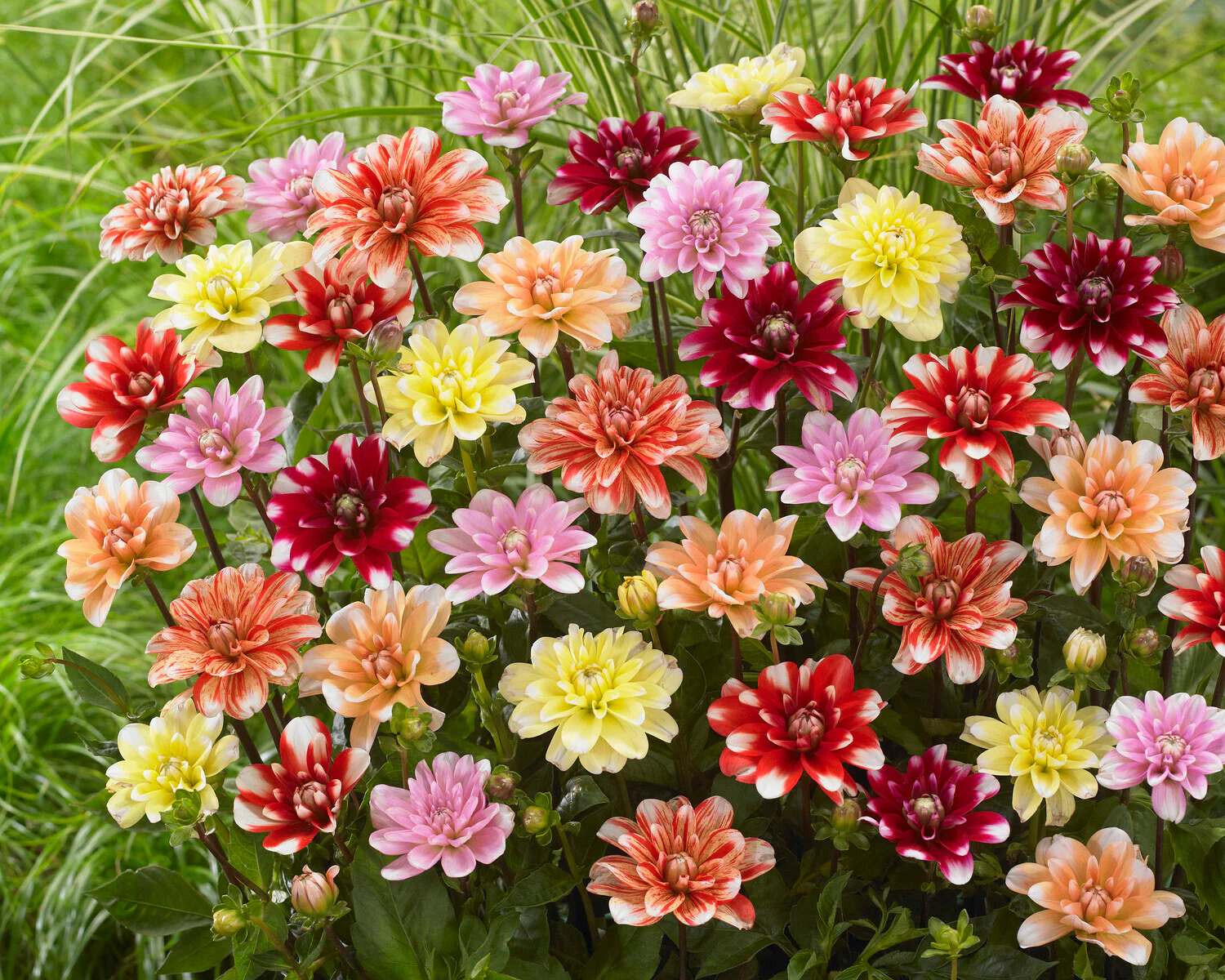 Dahlia 'Striped Nagano' - Image 5