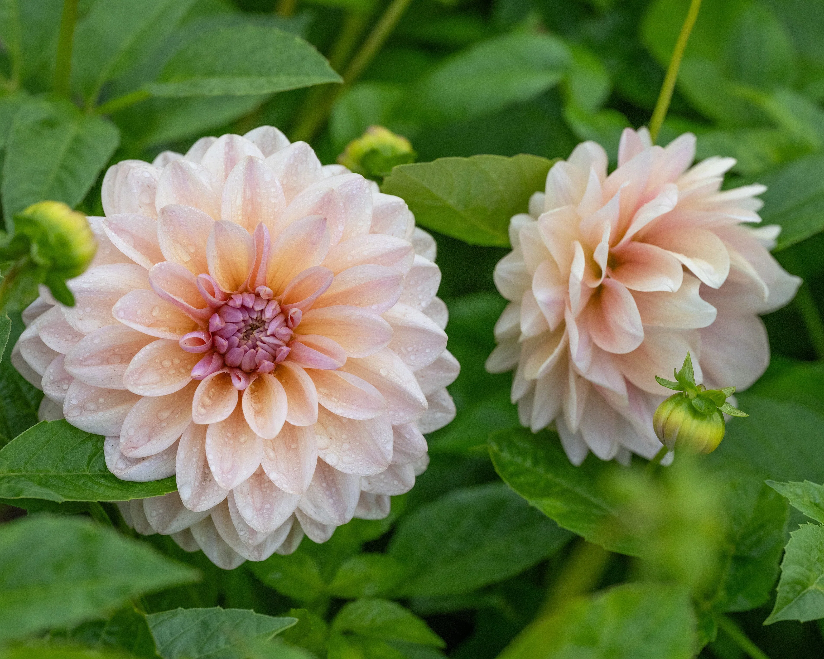 Dahlia 'Sturm Sweet Maria' - Image 2