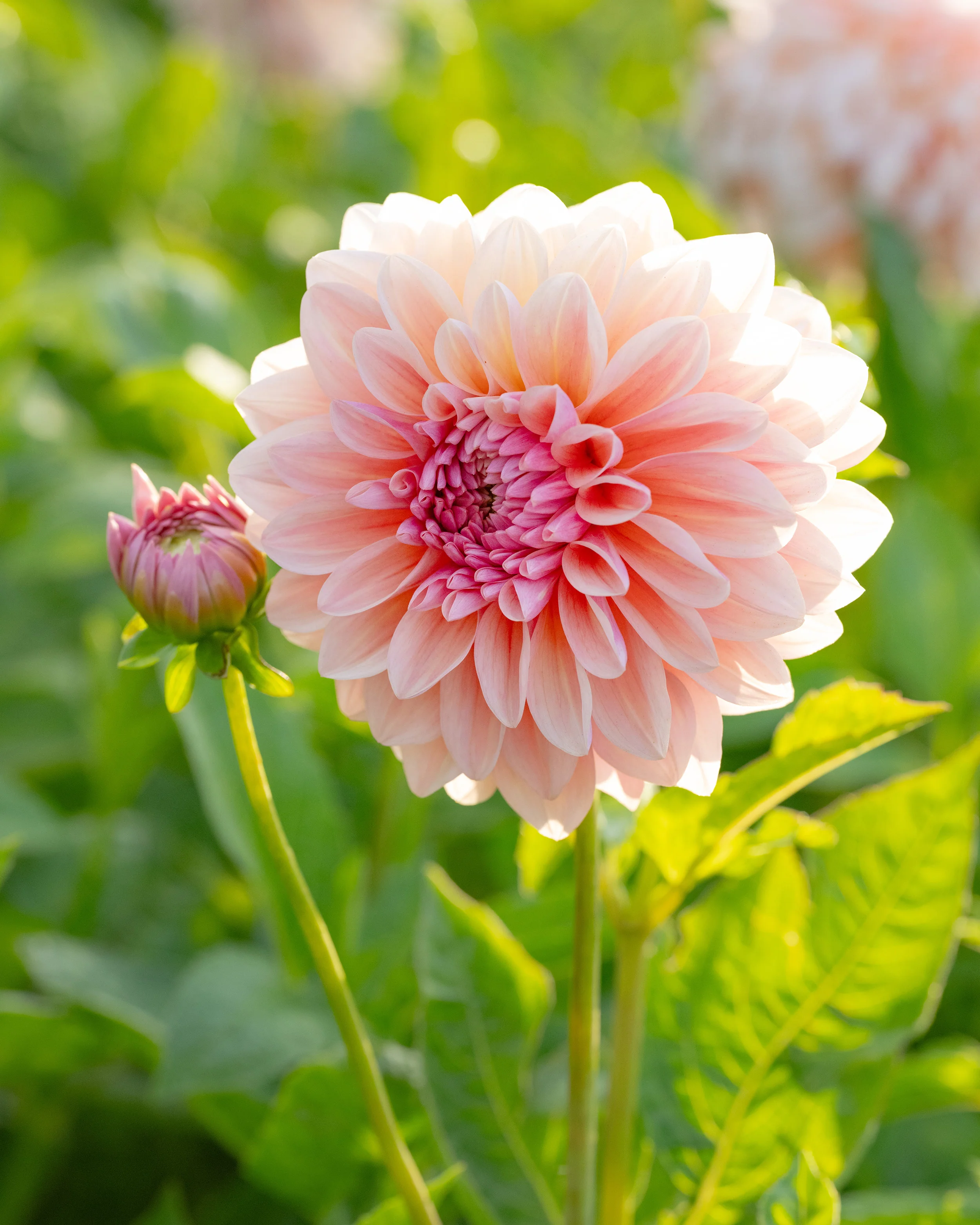 Dahlia 'Sturm Sweet Maria' - Image 3