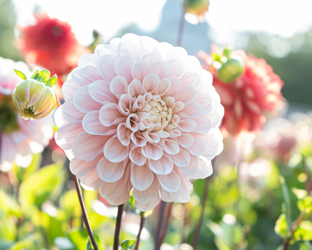 Dahlia 'Sweet Nathalie' - Image 2
