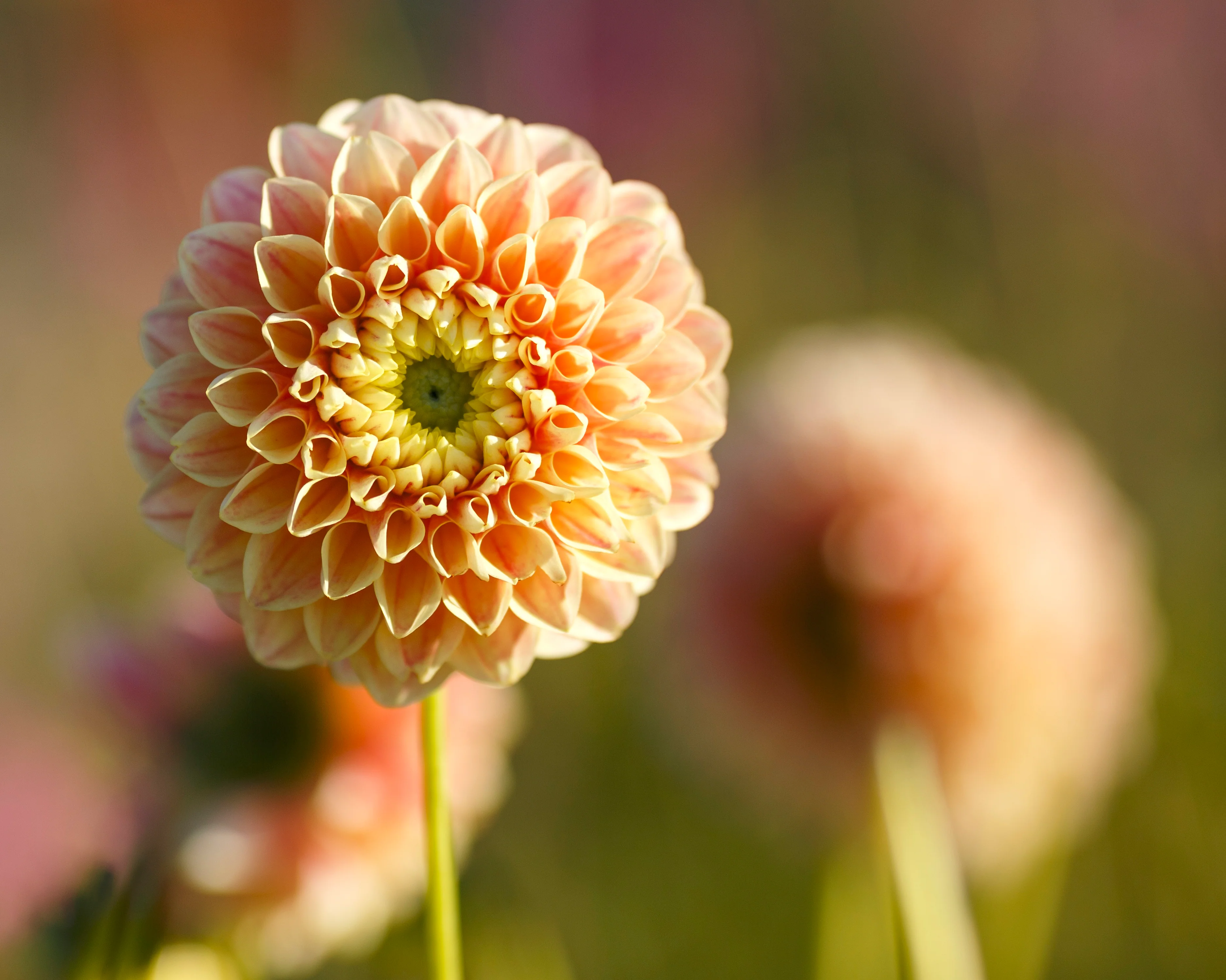 Dahlia 'Sweet Suzanne' - Image 5